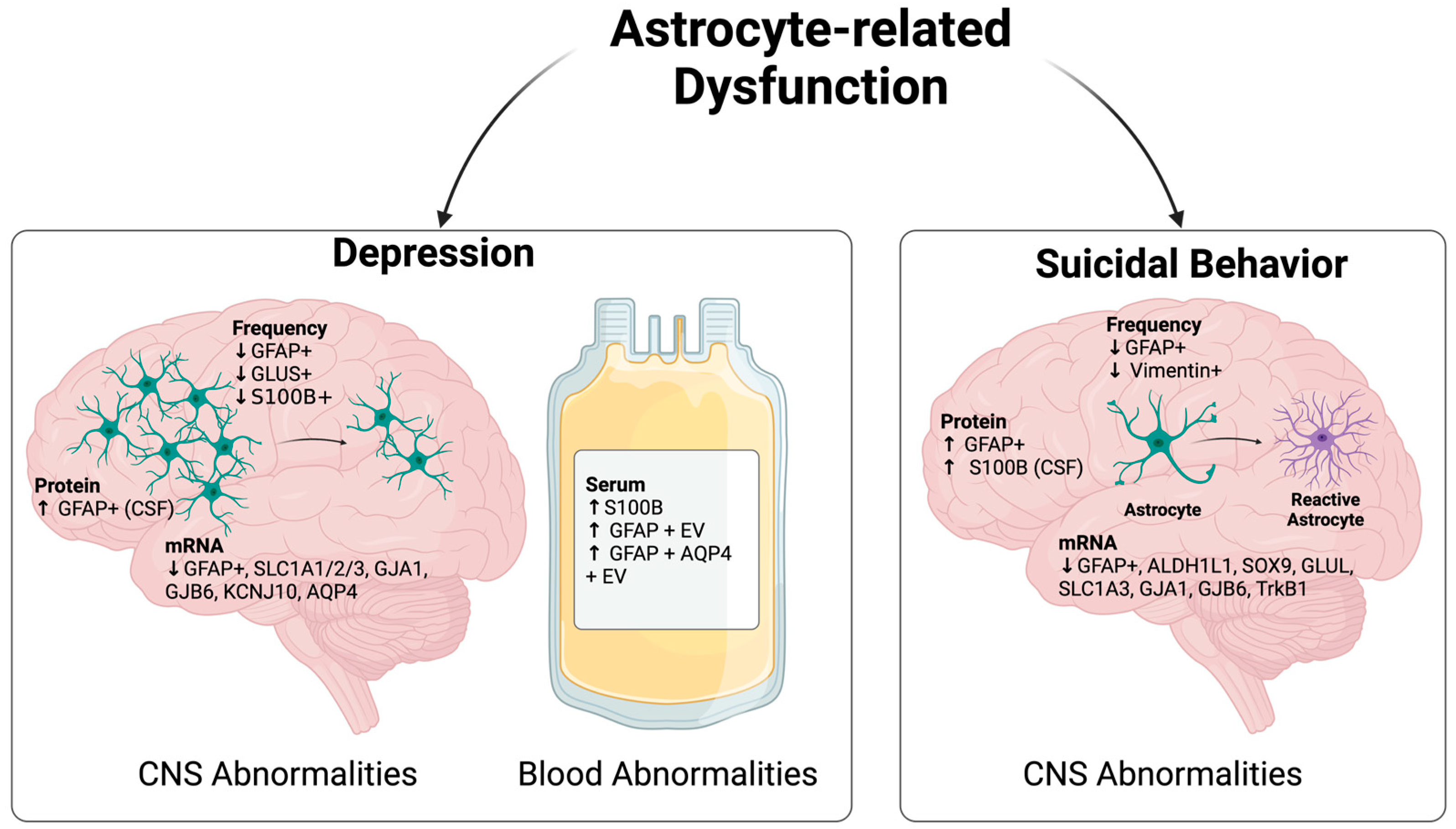 Brainsci 14 00973 g001