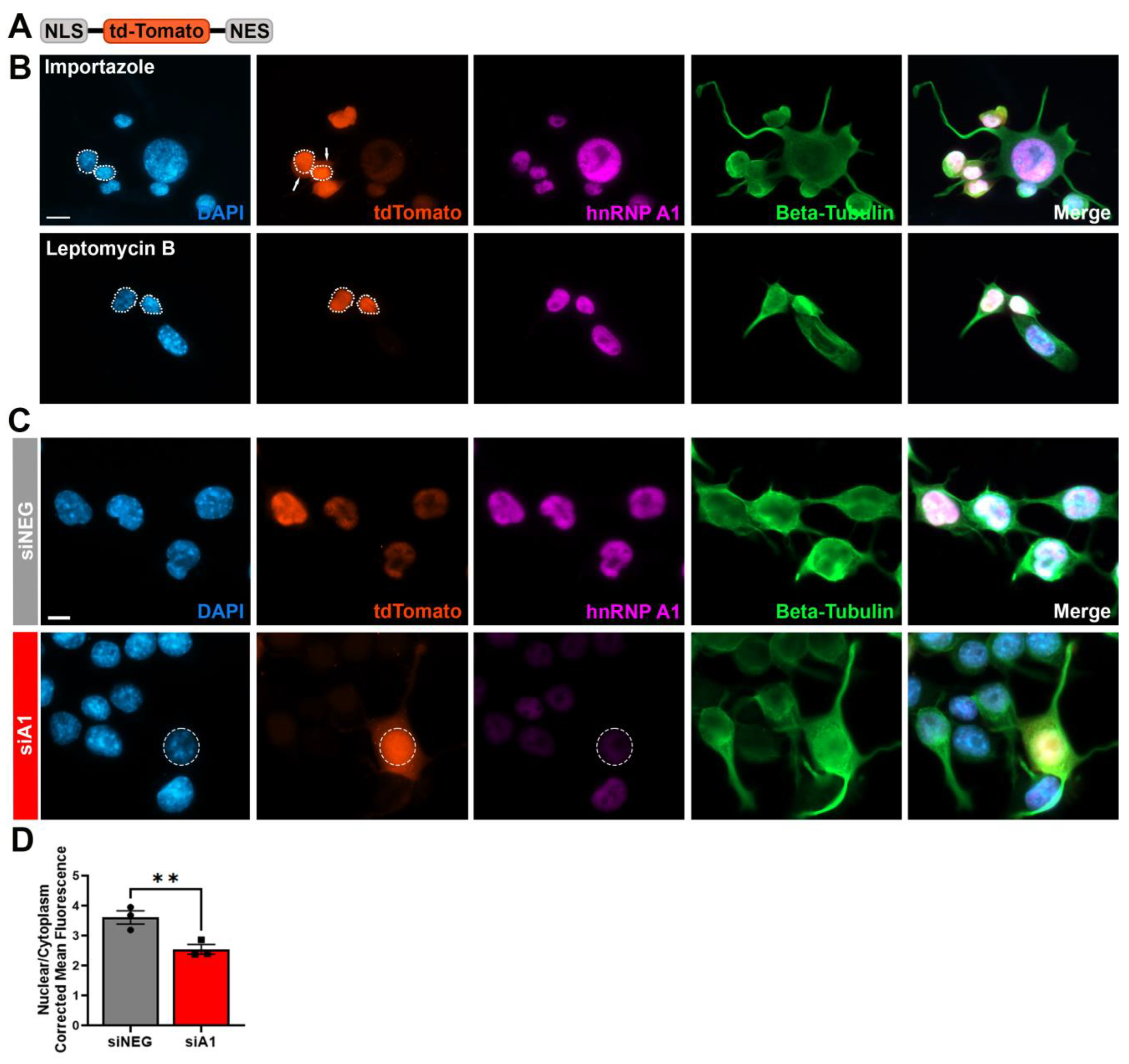 Brainsci 14 01039 g006