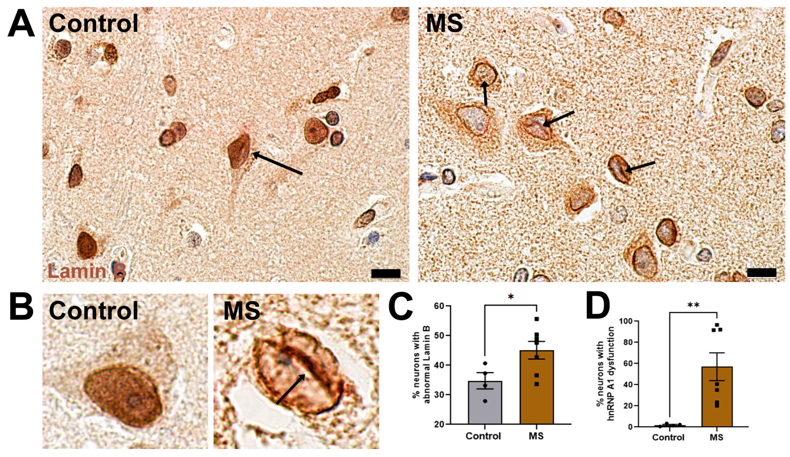 Brainsci 14 01039 g007