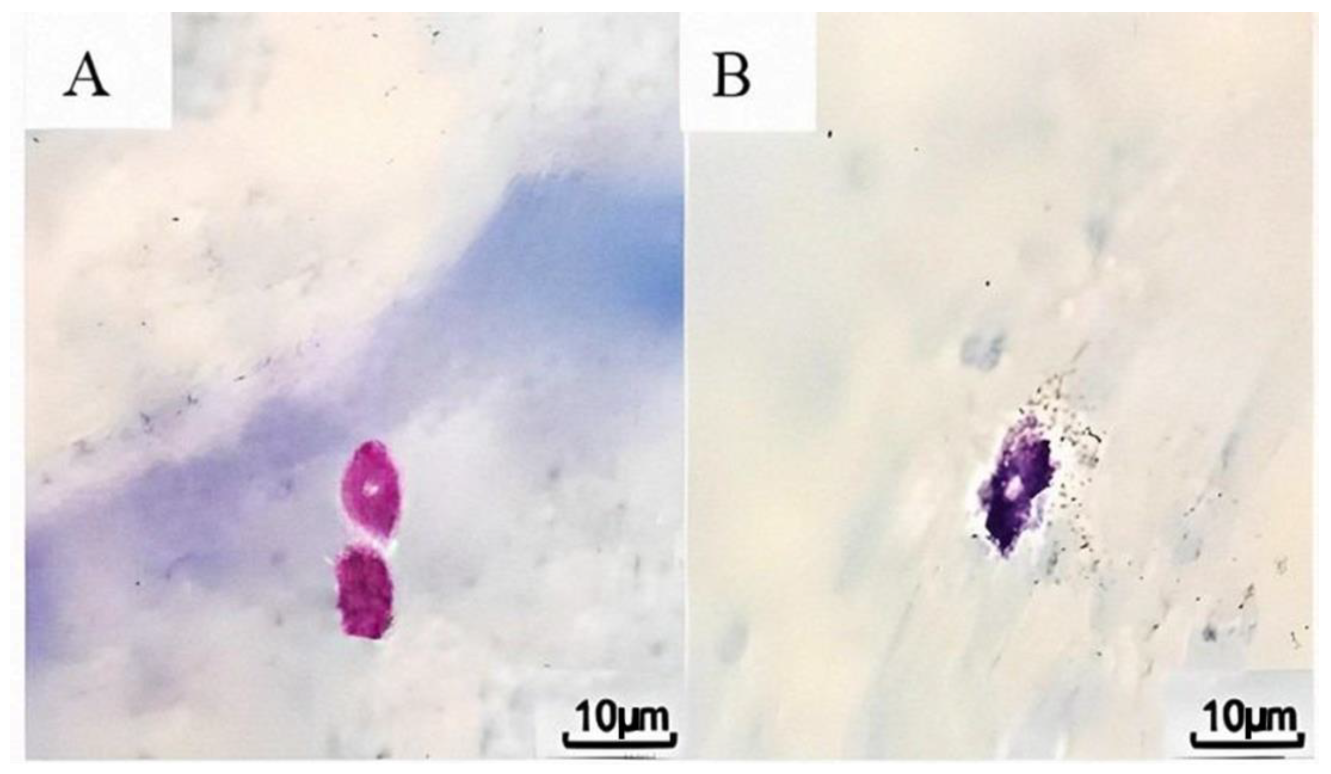 Brainsci 14 01070 g001