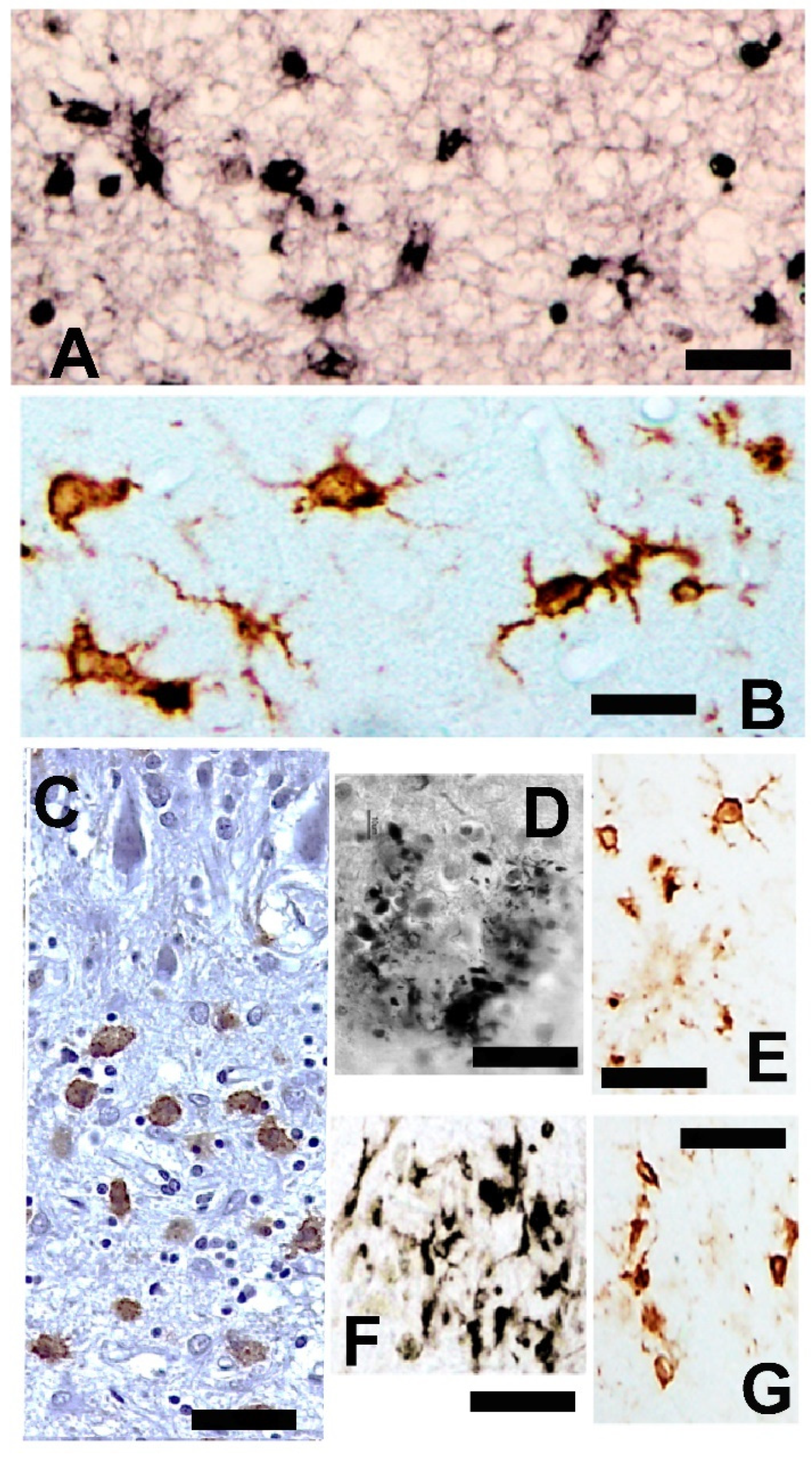Brainsci 14 01101 g003