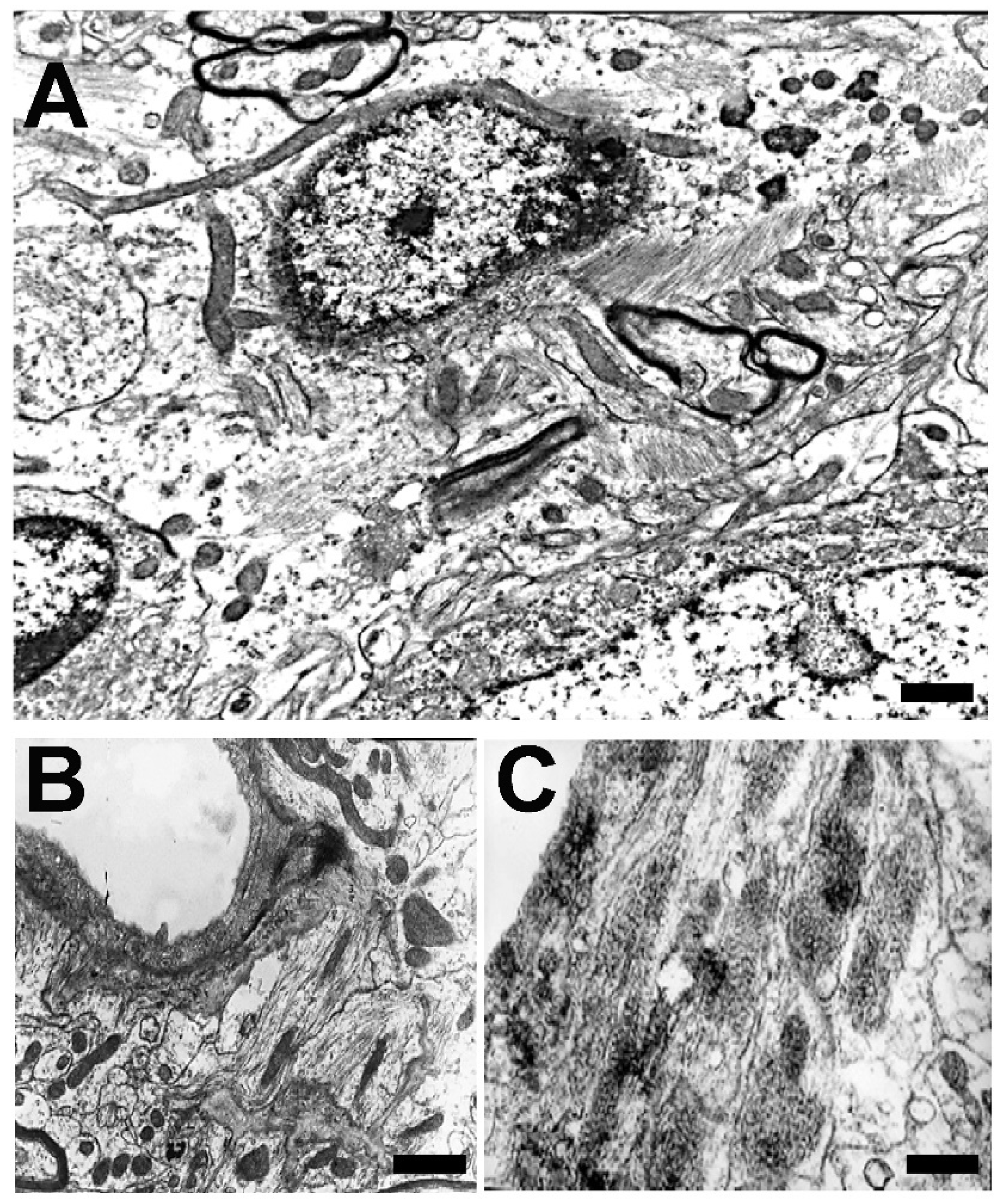 Brainsci 14 01101 g004