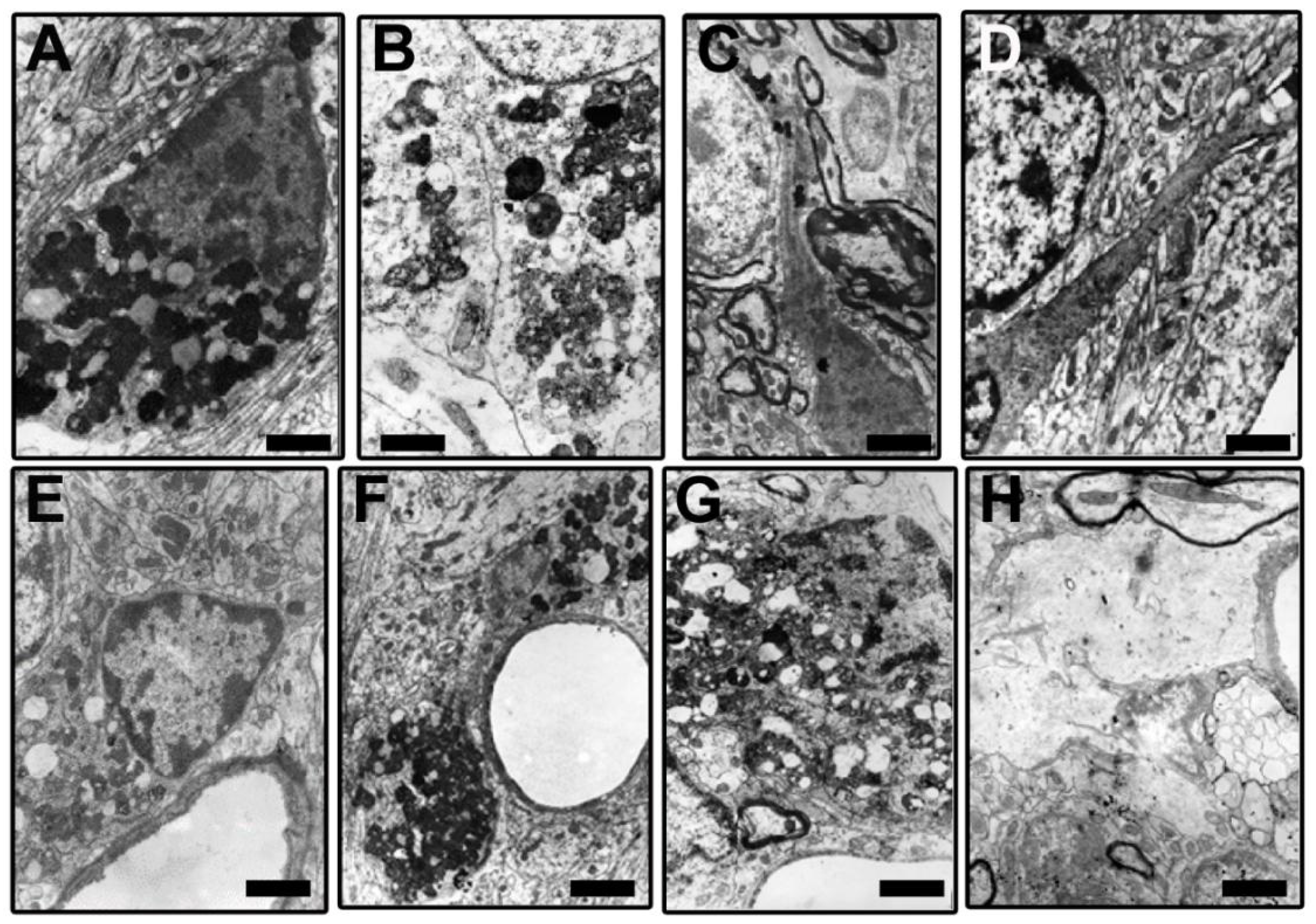 Brainsci 14 01101 g005
