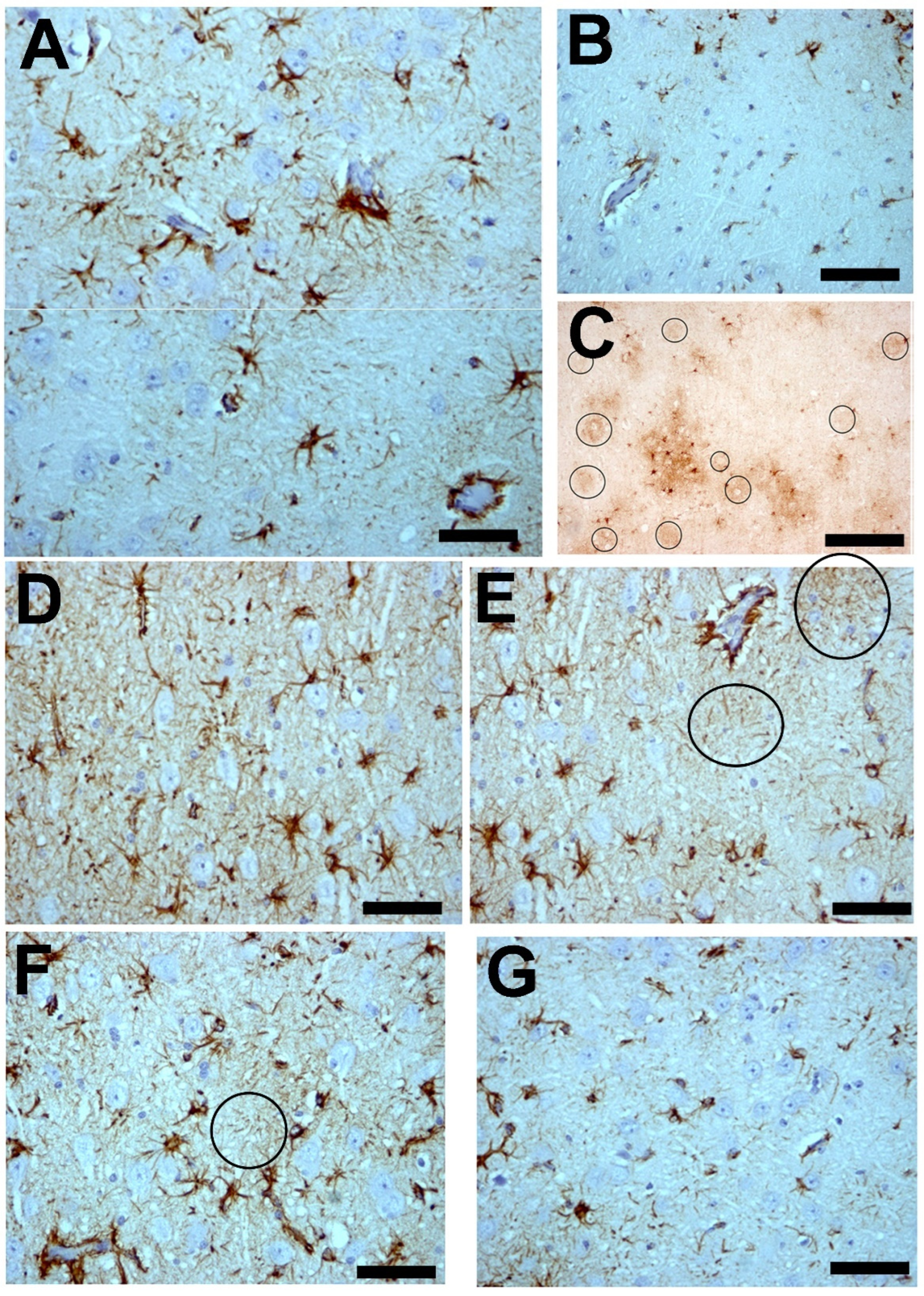 Brainsci 14 01101 g007