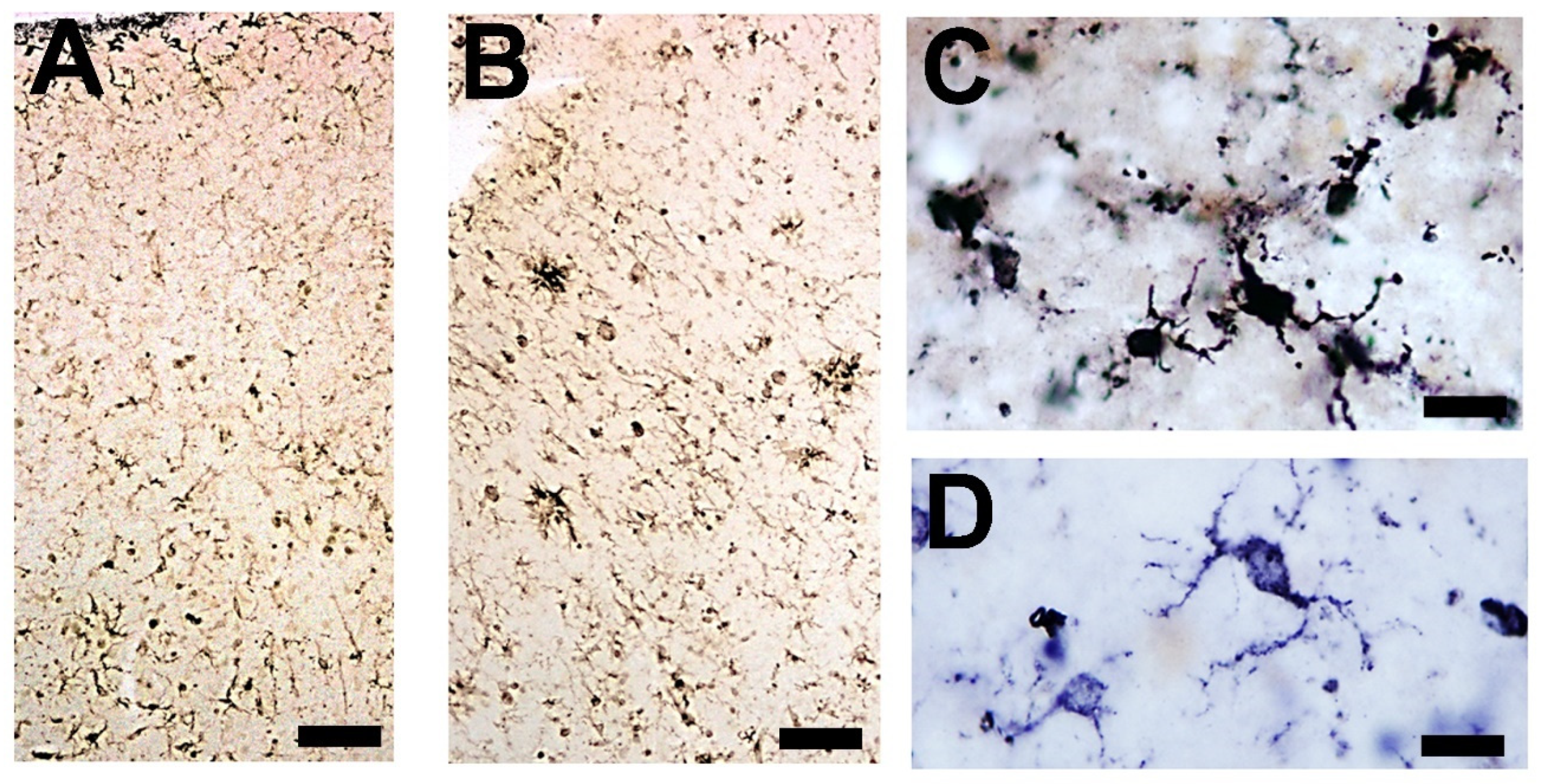 Brainsci 14 01101 g008