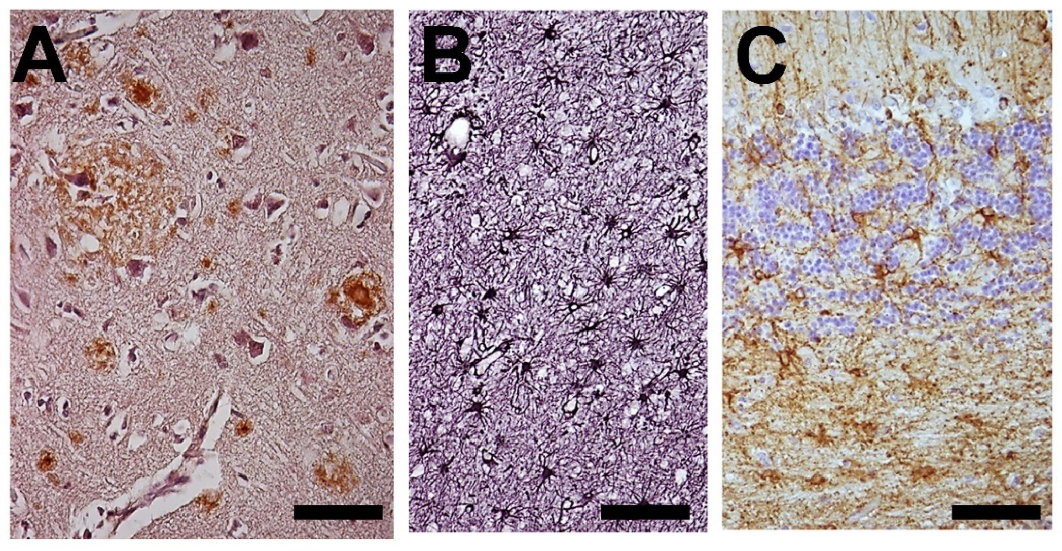 Brainsci 14 01101 g009