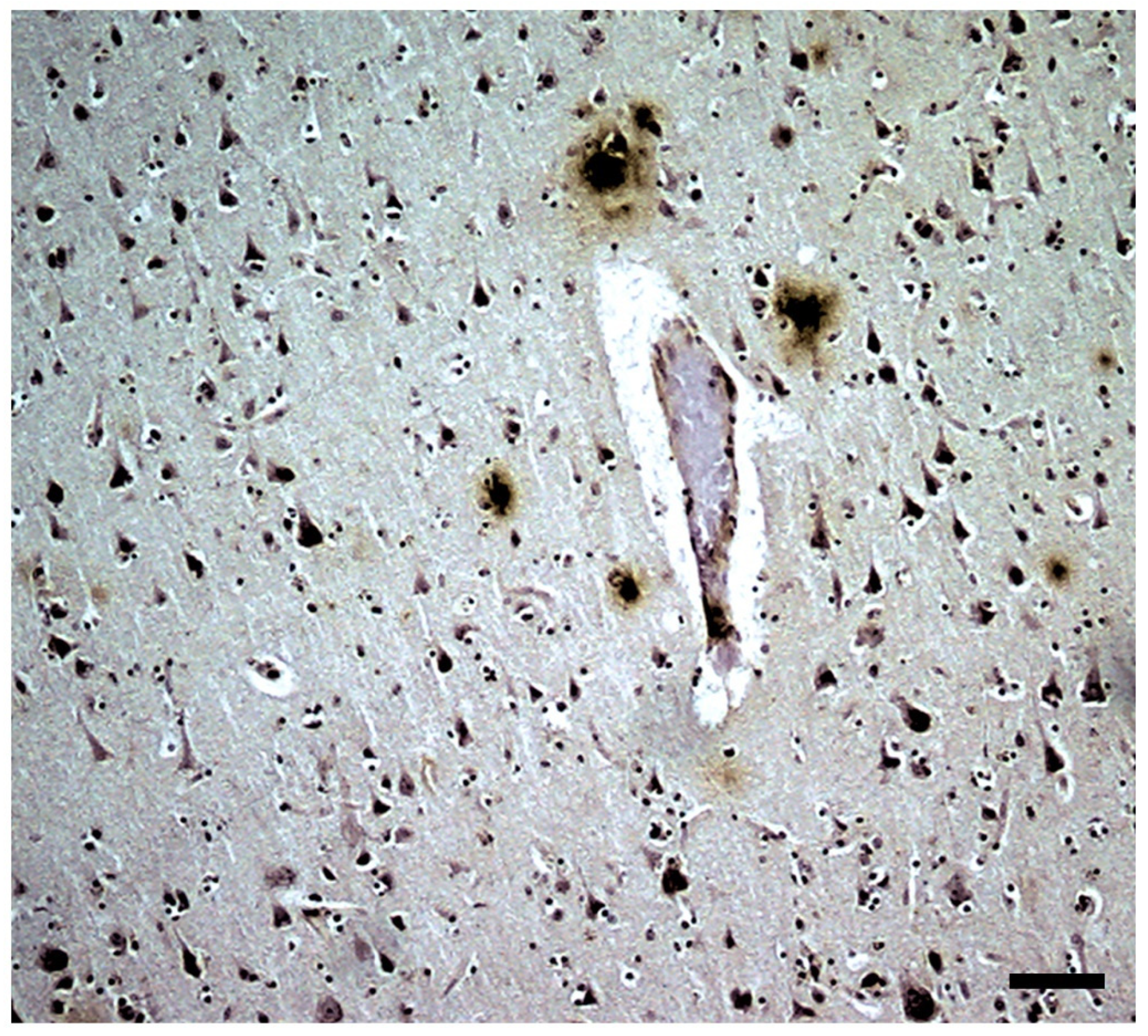 Brainsci 14 01101 g010