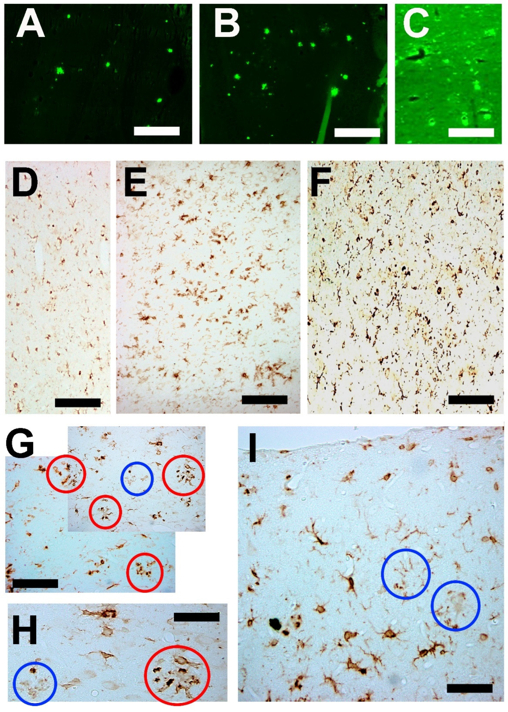 Brainsci 14 01101 g011