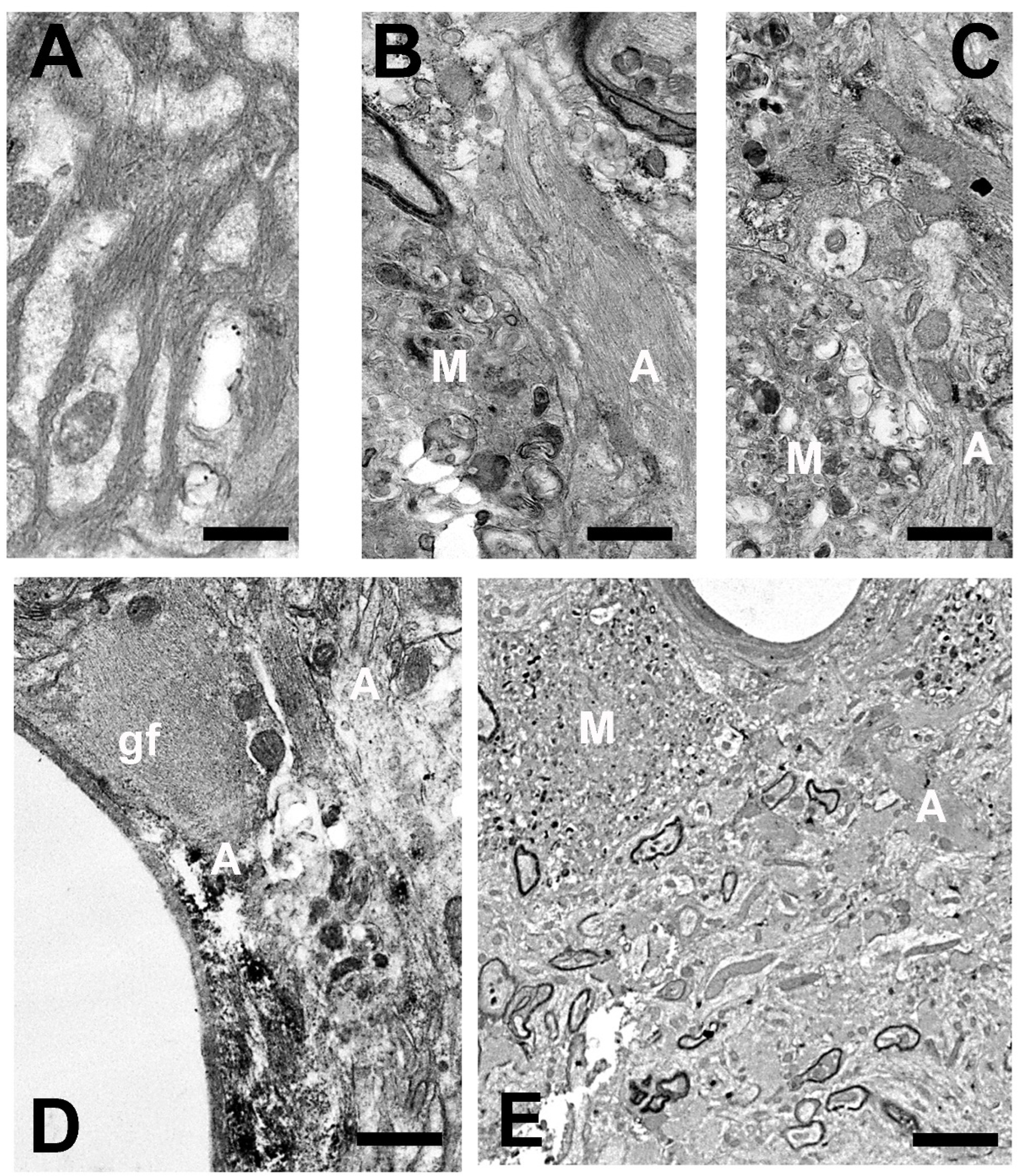 Brainsci 14 01101 g014