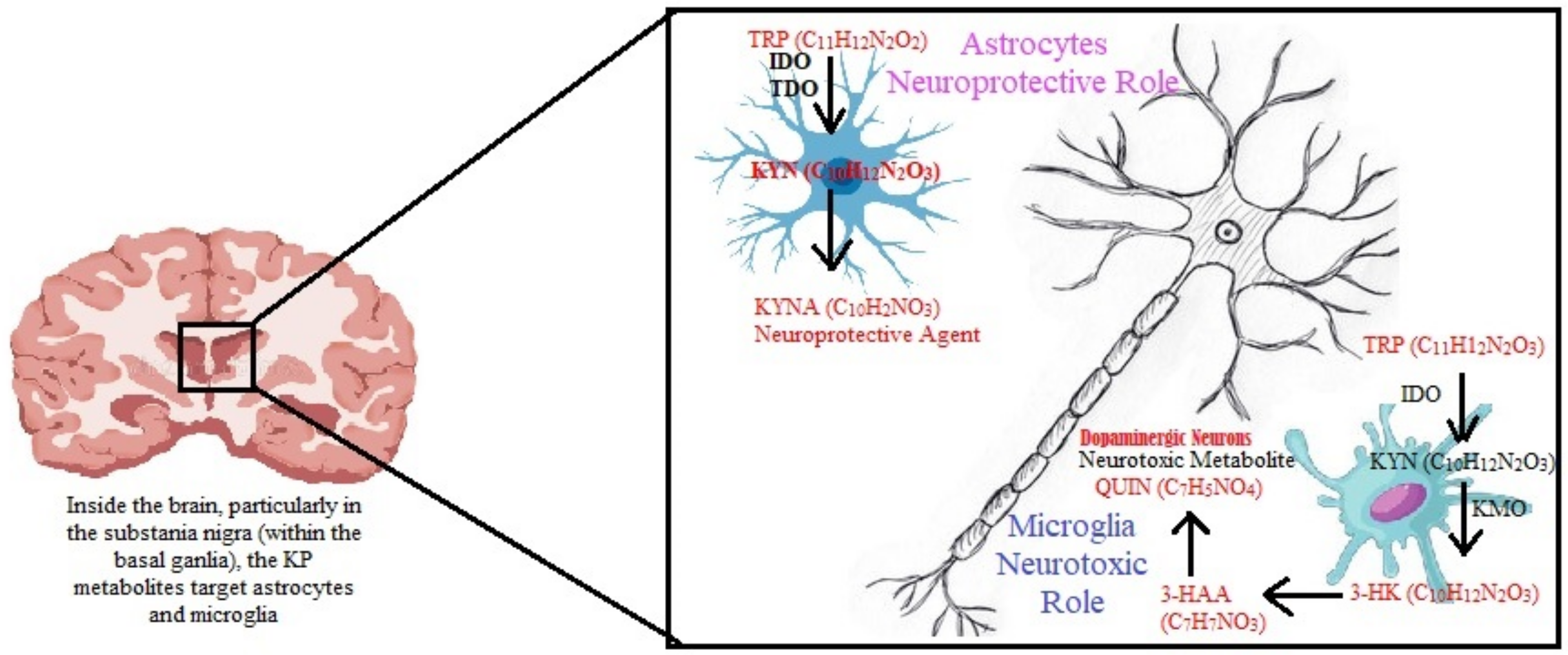 Brainsci 14 01163 g002