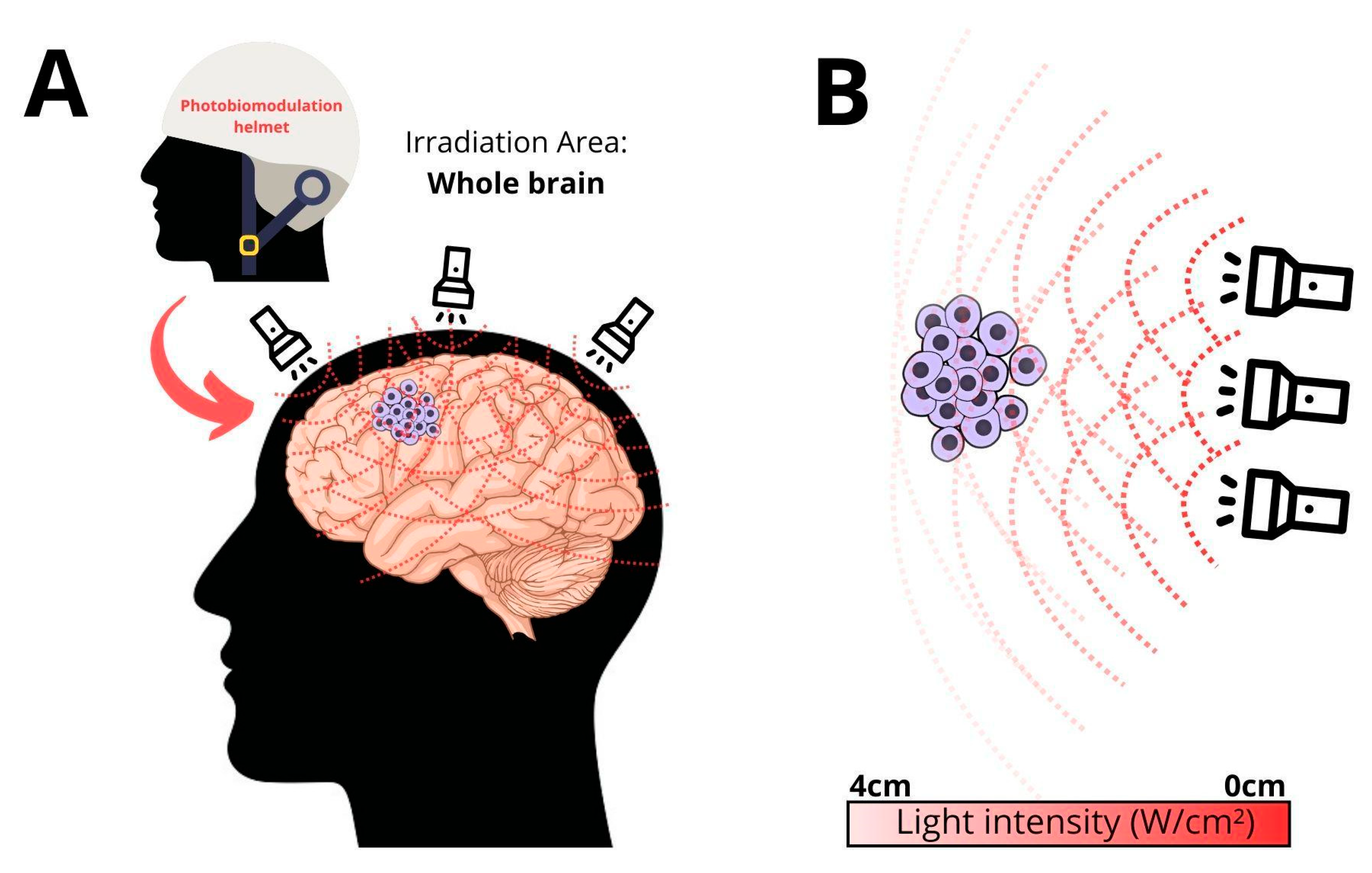 Brainsci 14 01164 g001
