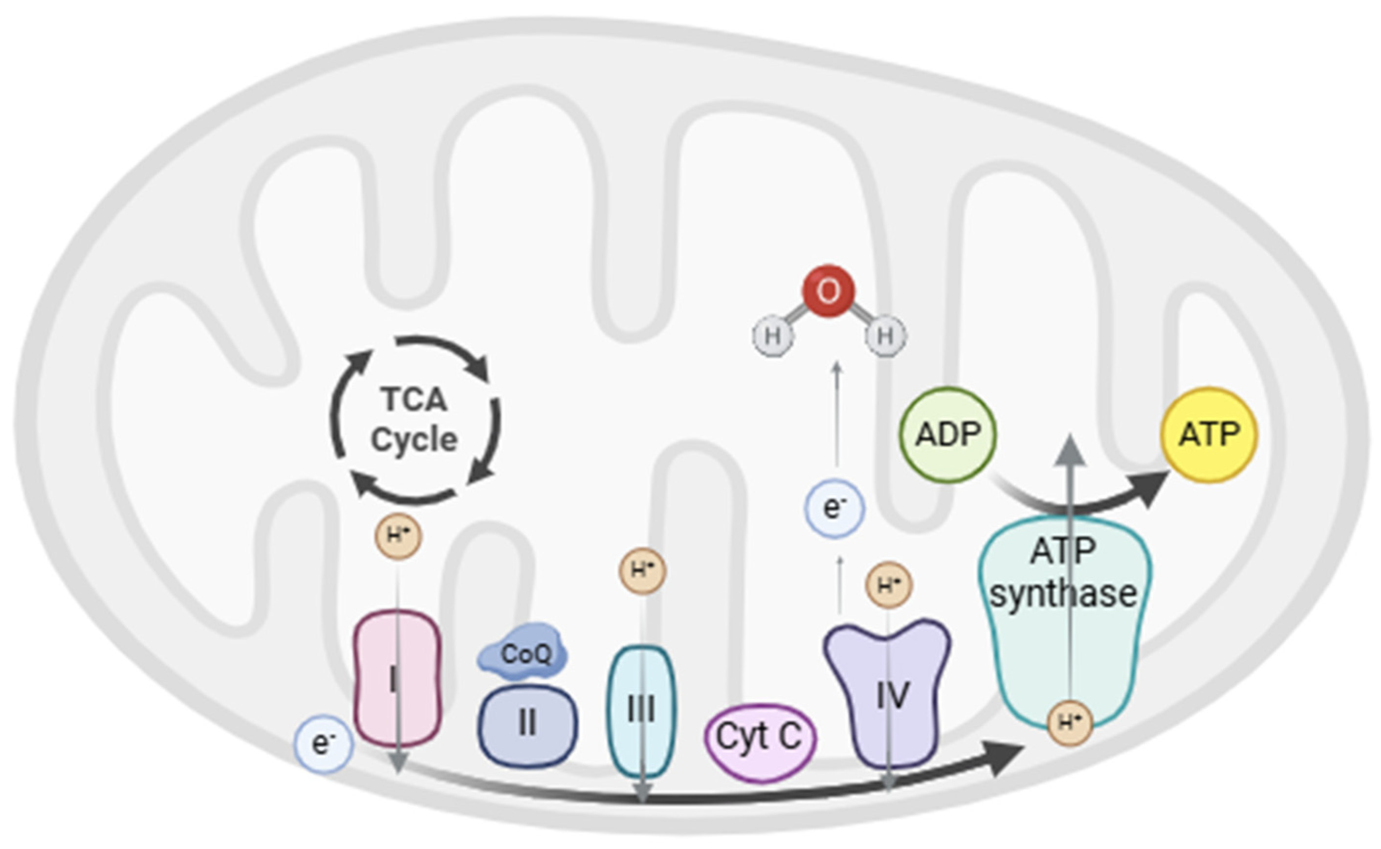 Brainsci 14 01199 g001