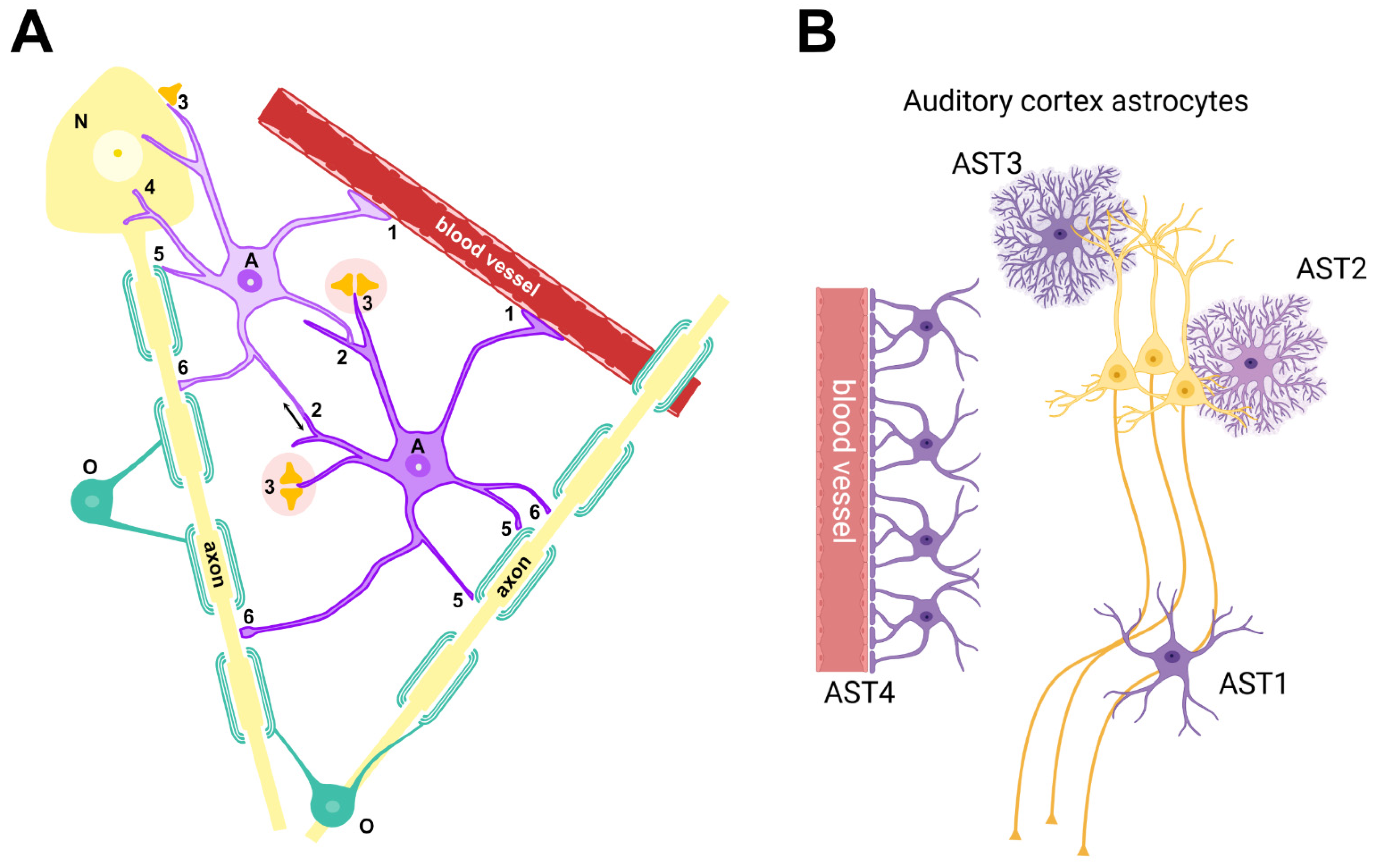 Brainsci 14 01213 g002