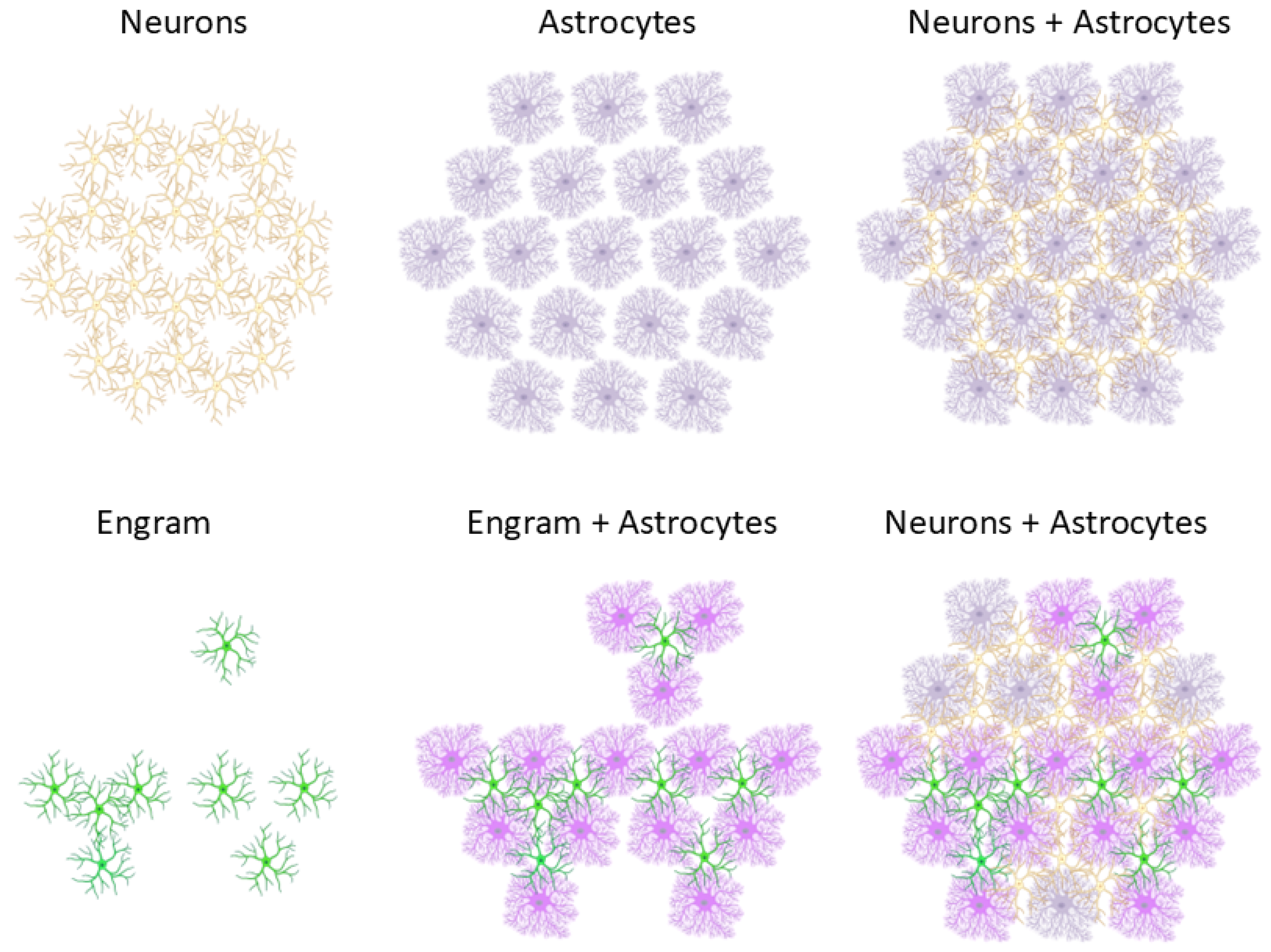 Brainsci 14 01213 g003