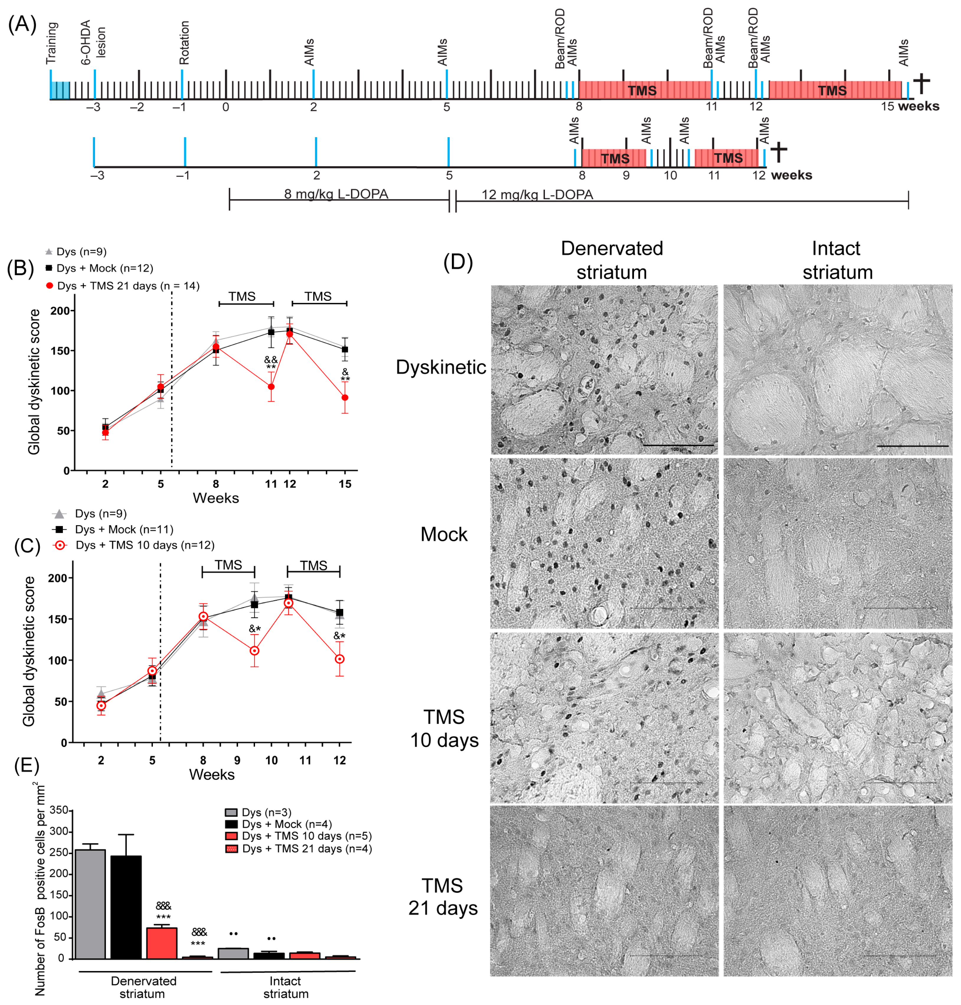 Brainsci 14 01214 g001 Brainsci 14 01214 g001