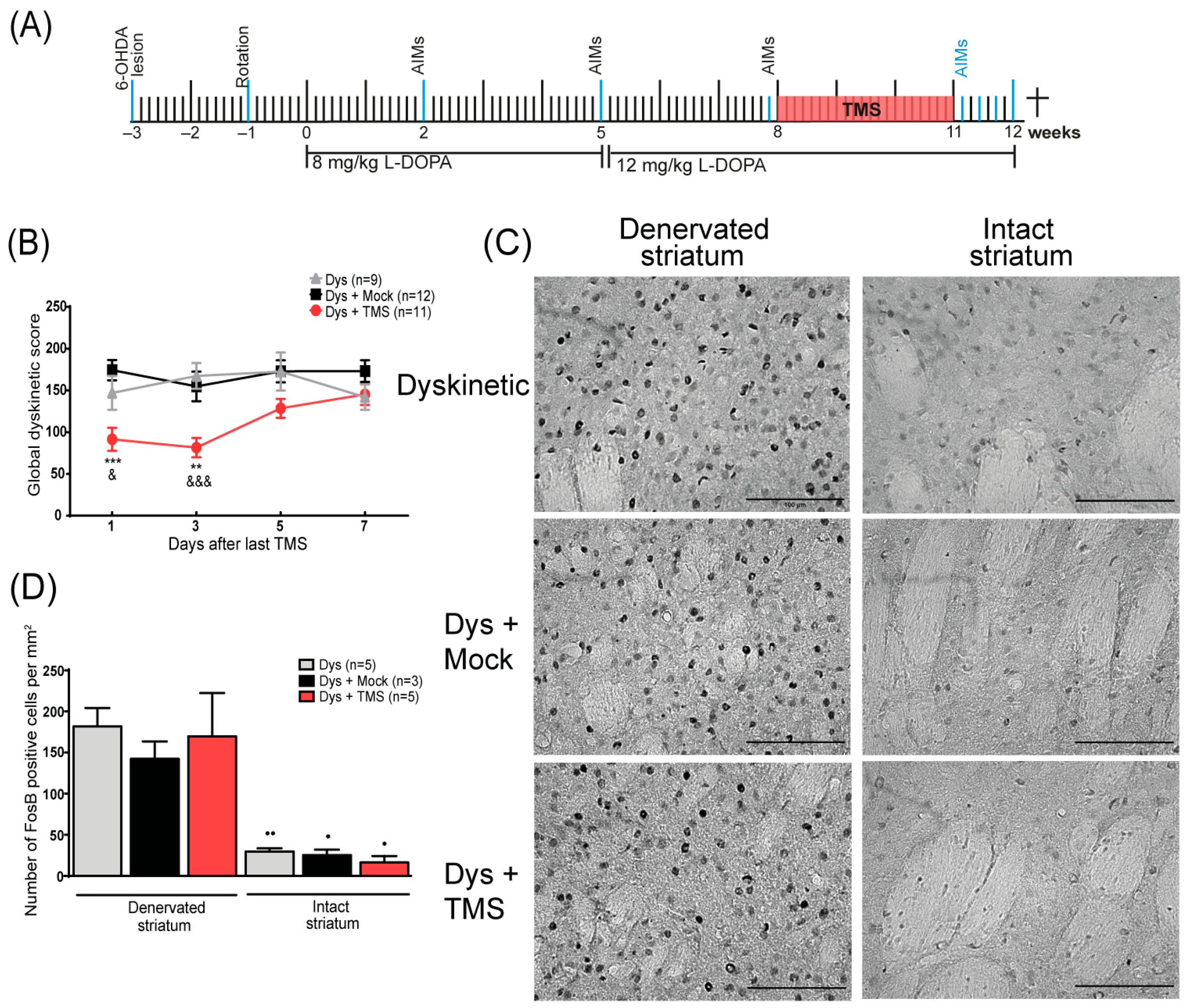 Brainsci 14 01214 g002 Brainsci 14 01214 g002