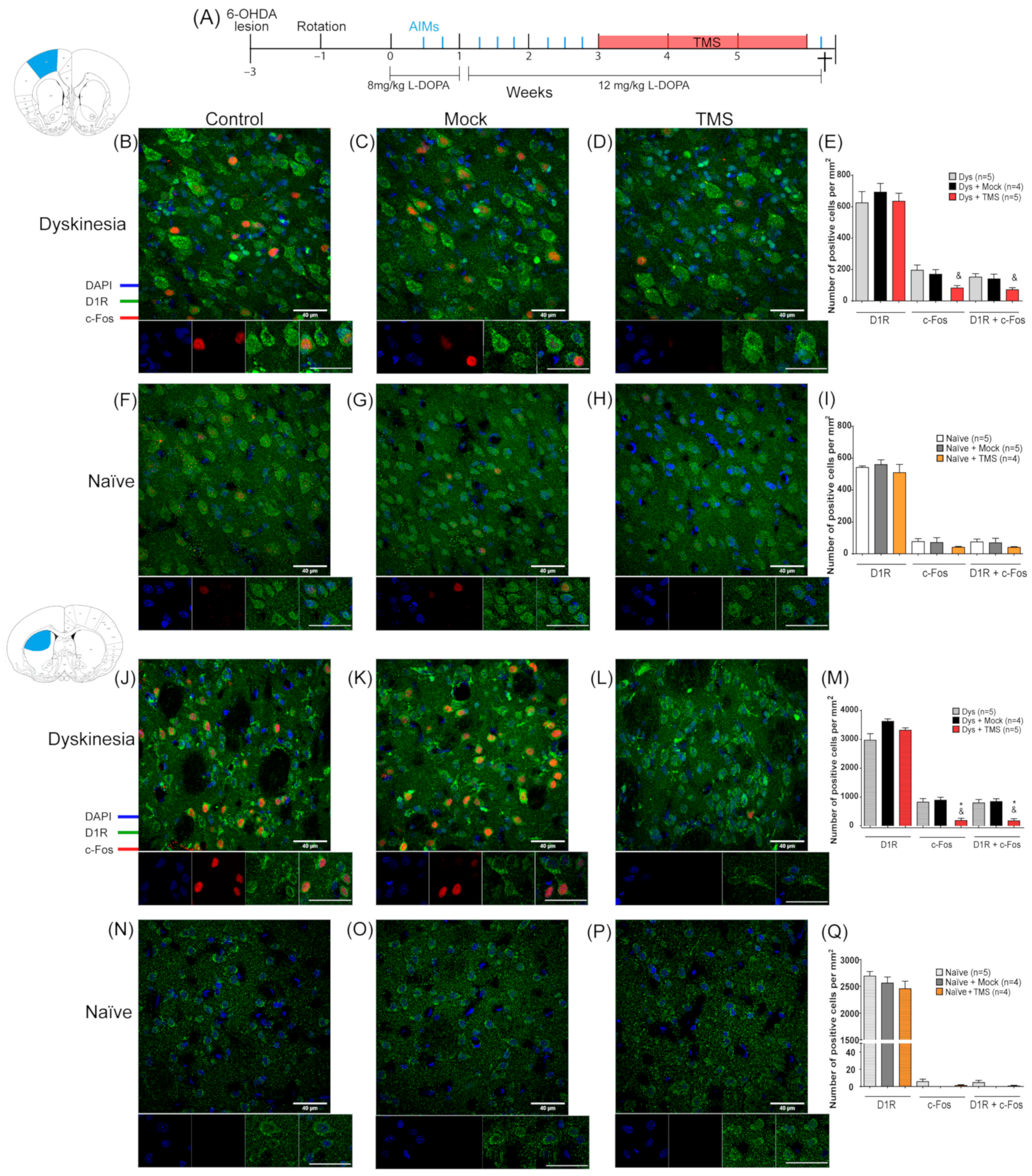 Brainsci 14 01214 g004 Brainsci 14 01214 g004