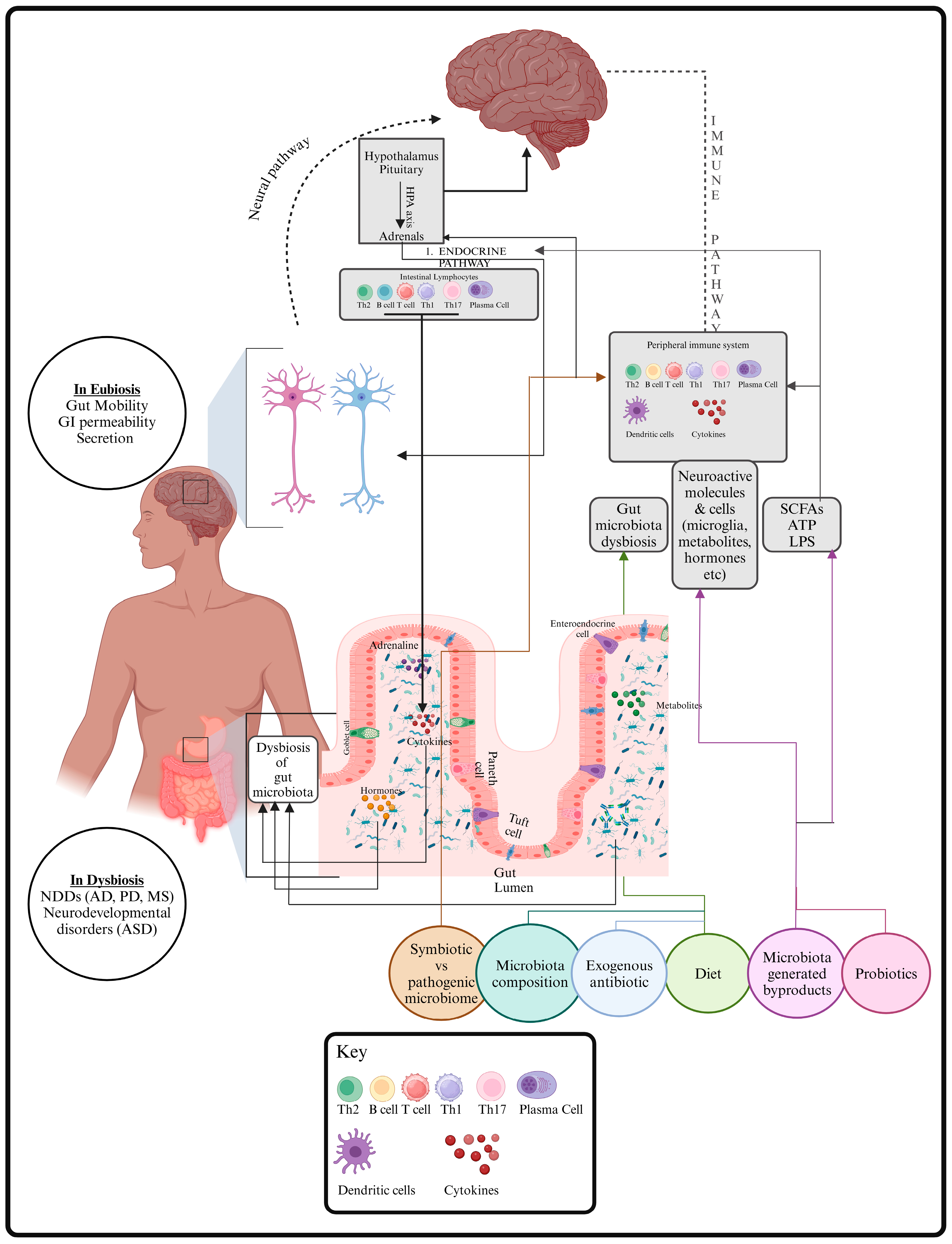 Brainsci 14 01224 g003