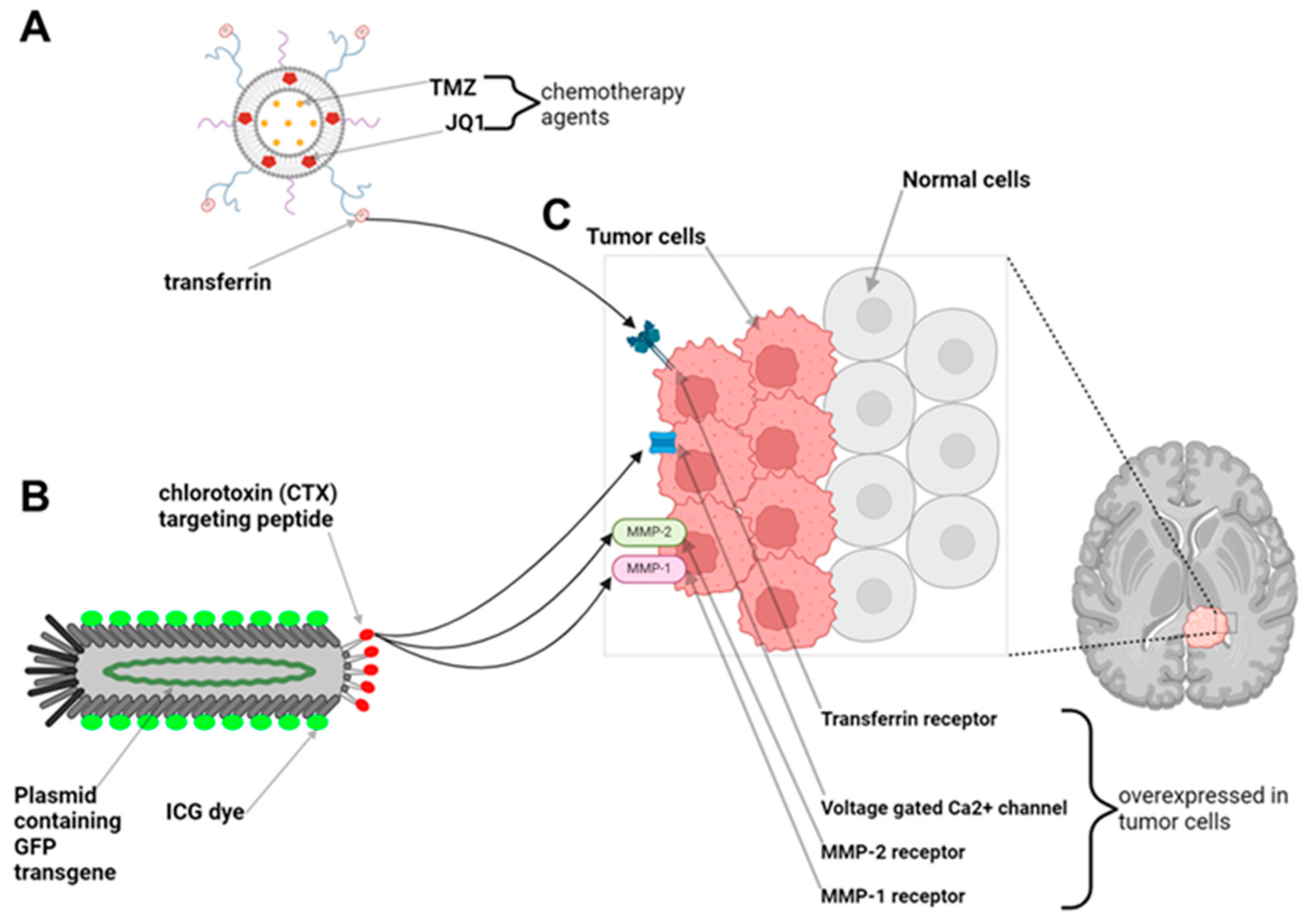 Brainsci 14 01253 g003