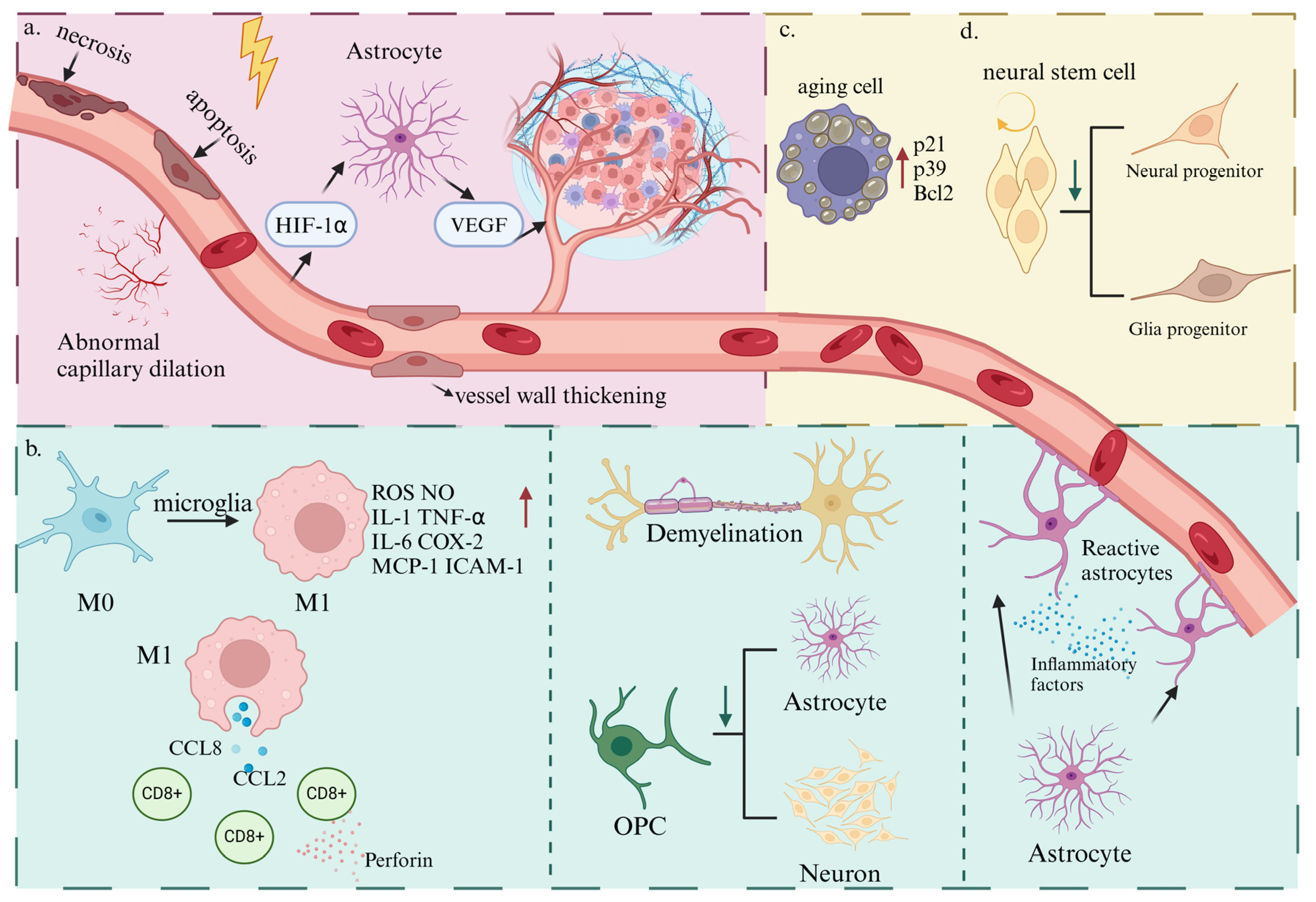 Brainsci 14 01295 g002