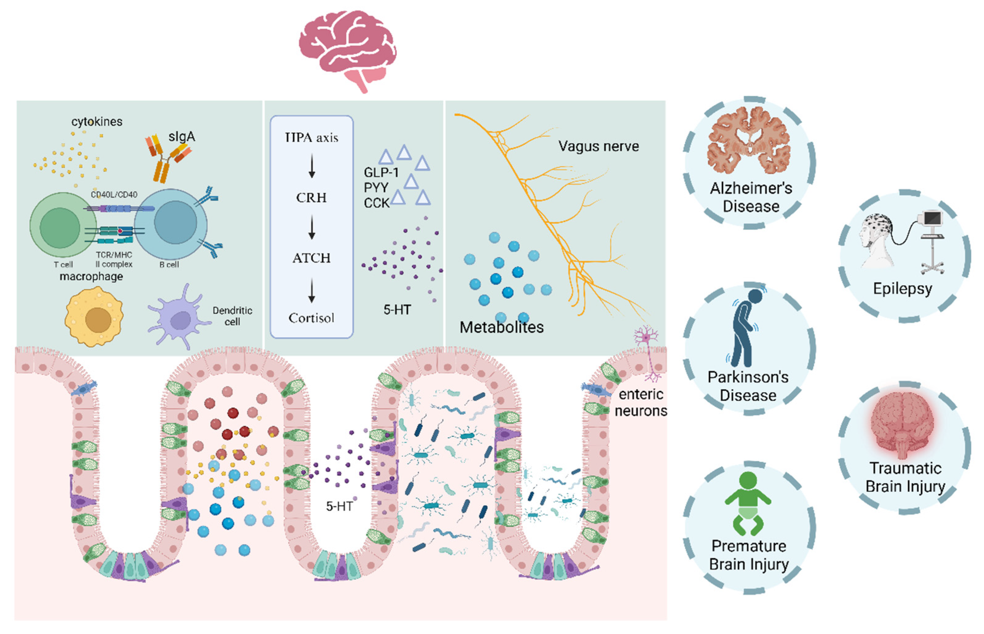Brainsci 14 01295 g003