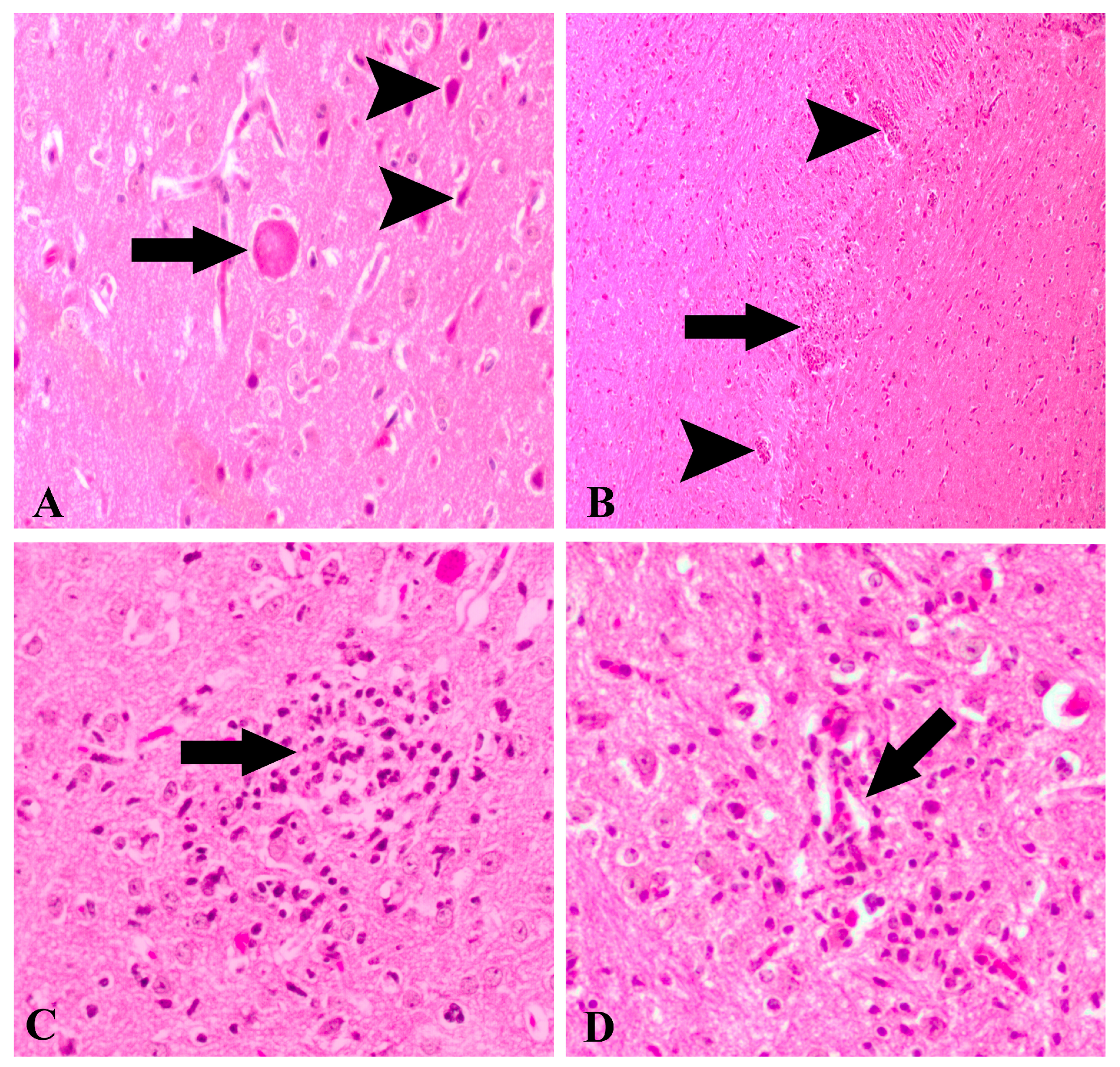 Brainsci 14 01298 g001 Brainsci 14 01298 g001