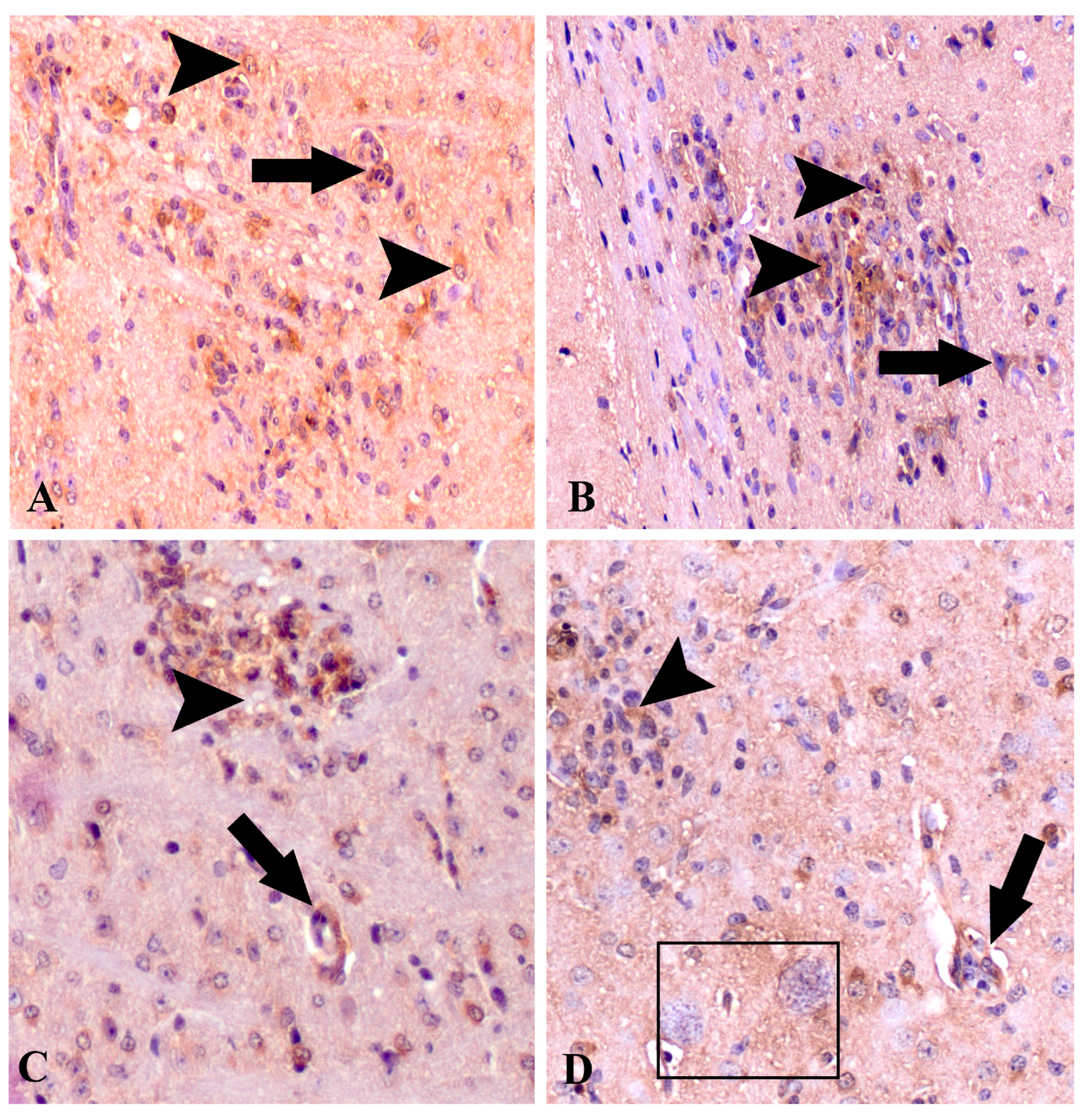 Brainsci 14 01298 g002 Brainsci 14 01298 g002