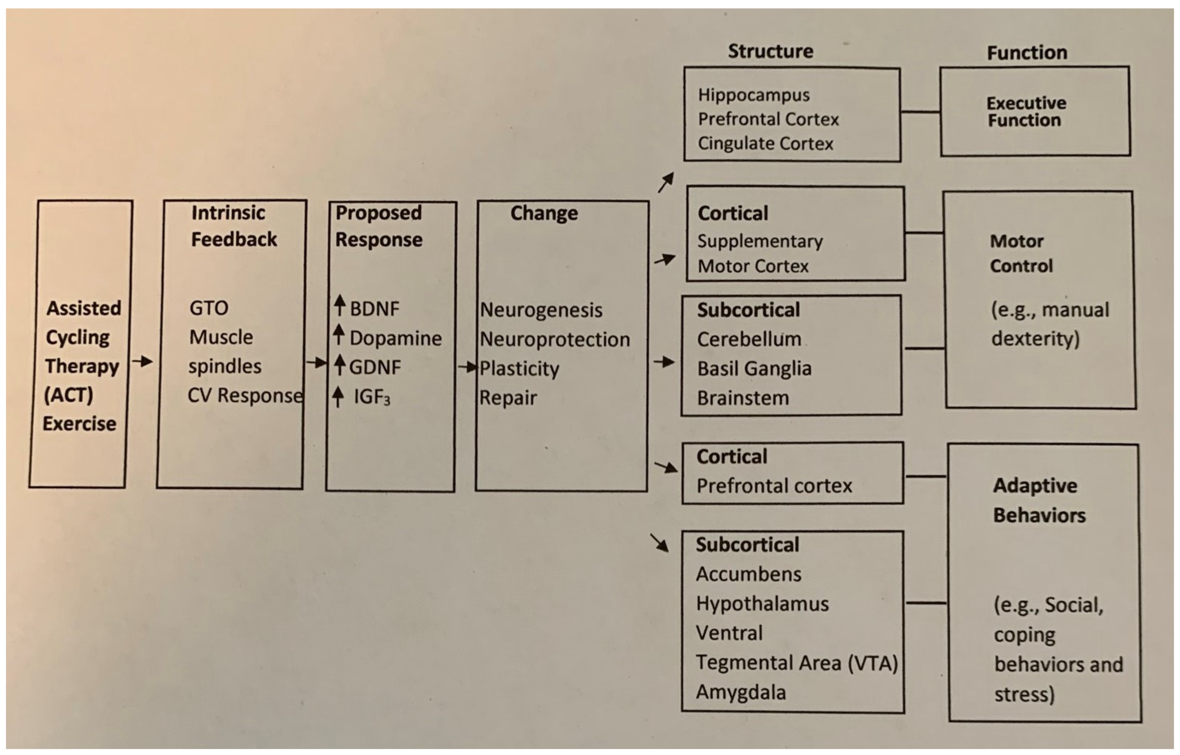 Brainsci 15 00002 g002