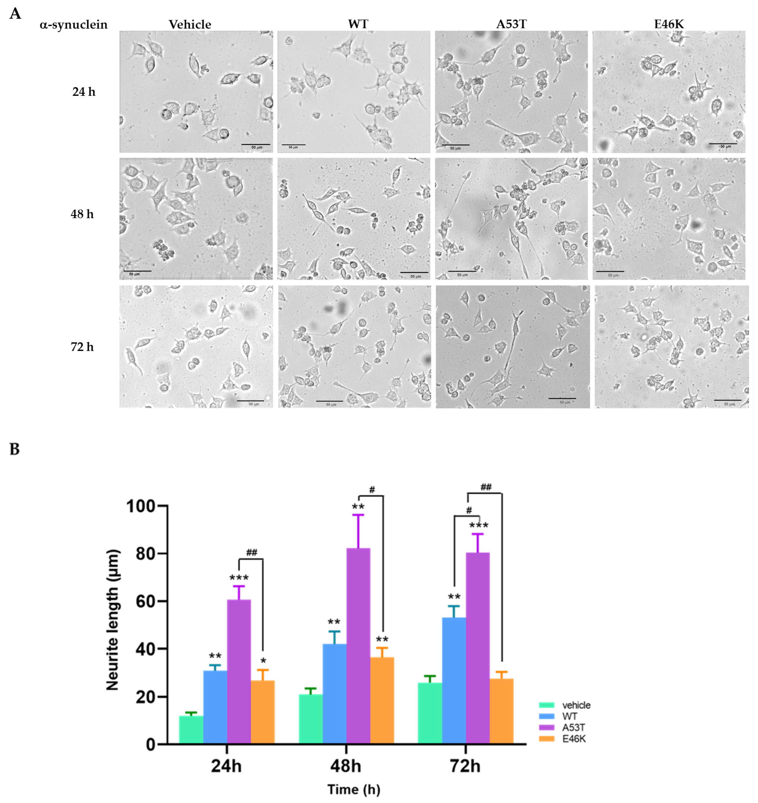 Brainsci 15 00009 g001