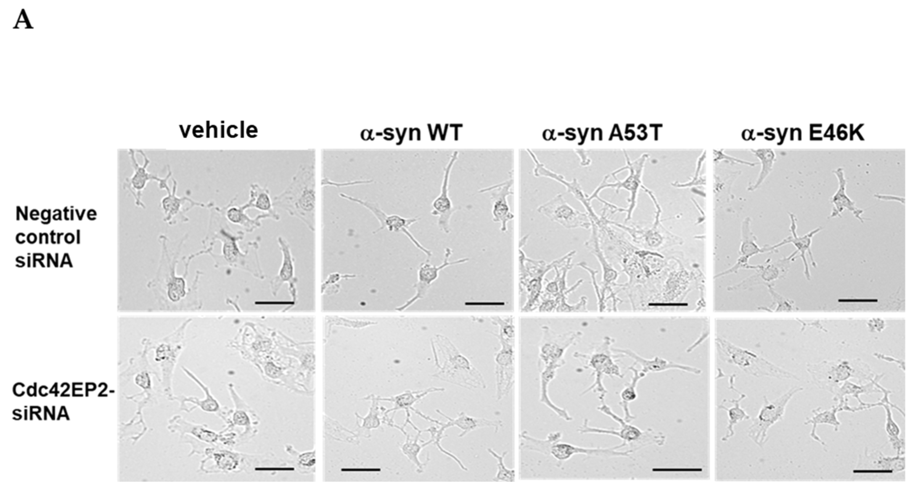Brainsci 15 00009 g005a