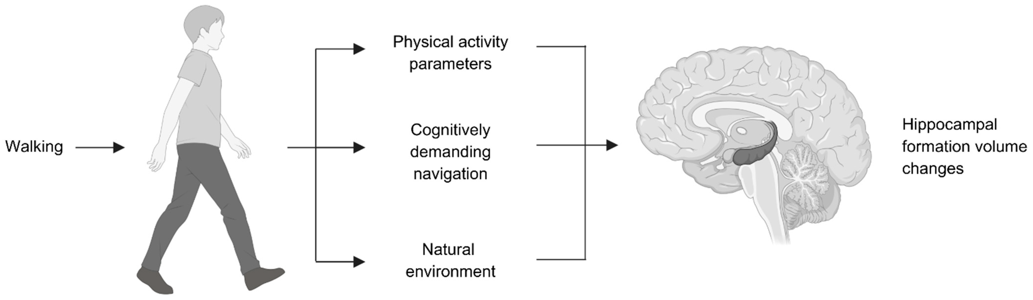 Brainsci 15 00052 g002