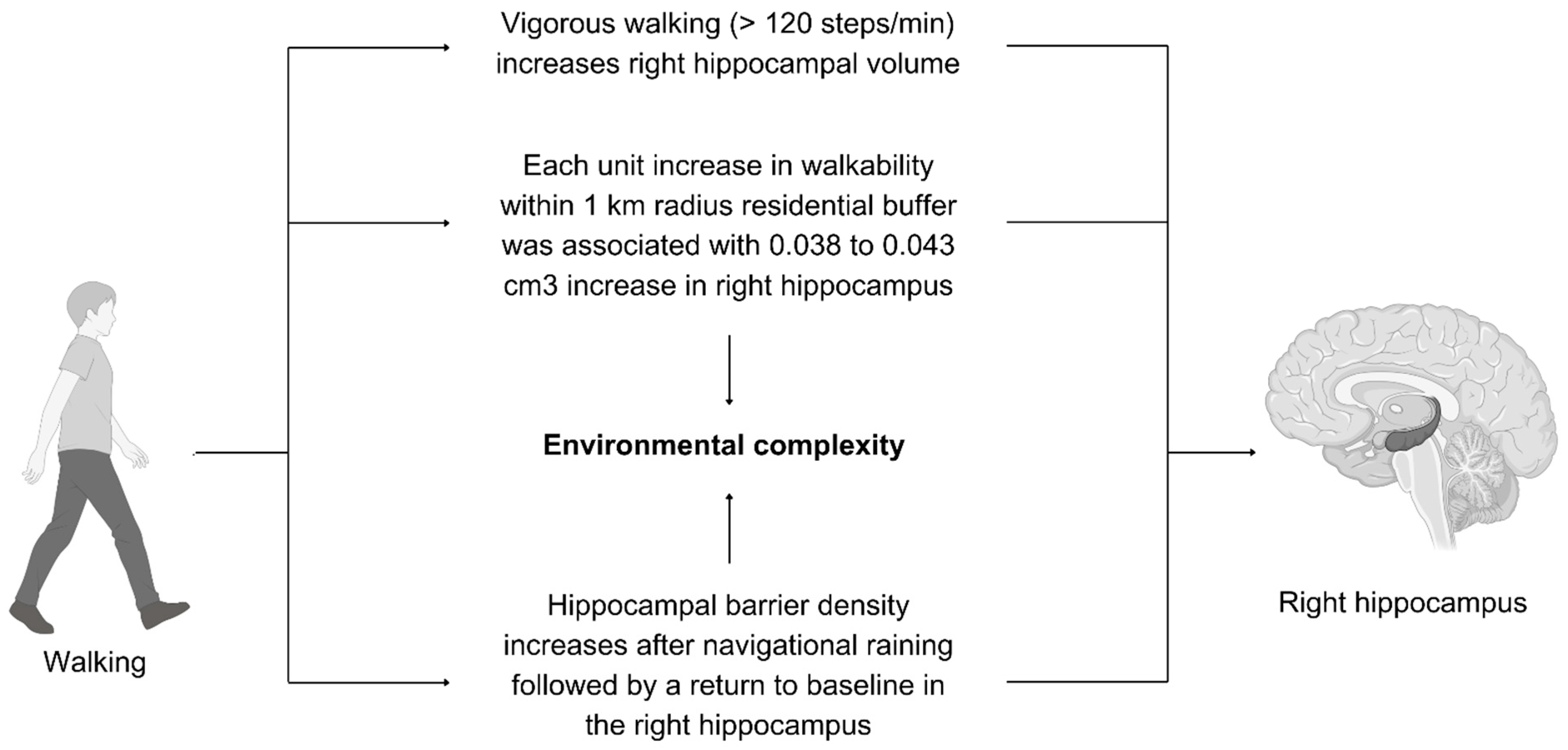 Brainsci 15 00052 g005