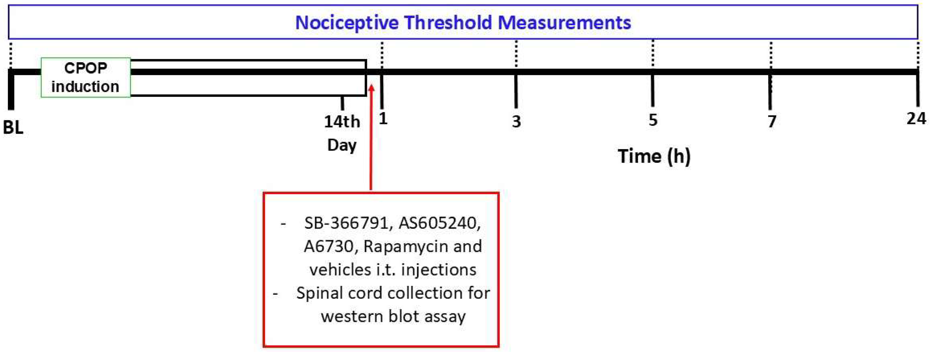 Brainsci 15 00053 g001
