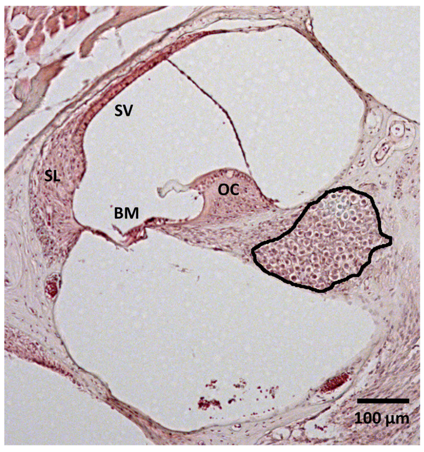 Brainsci 15 00062 g002 Brainsci 15 00062 g002