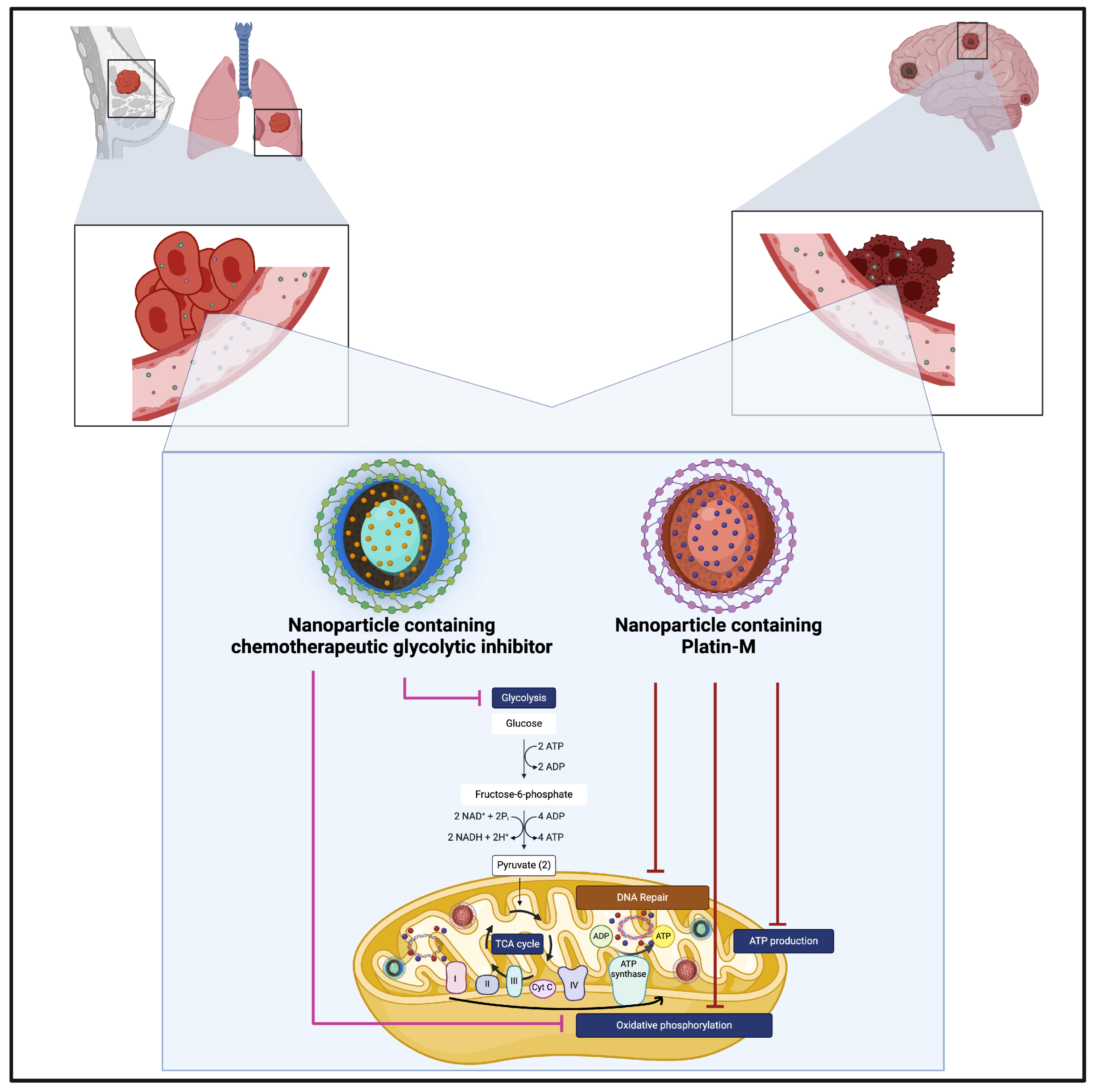 Brainsci 15 00136 g003