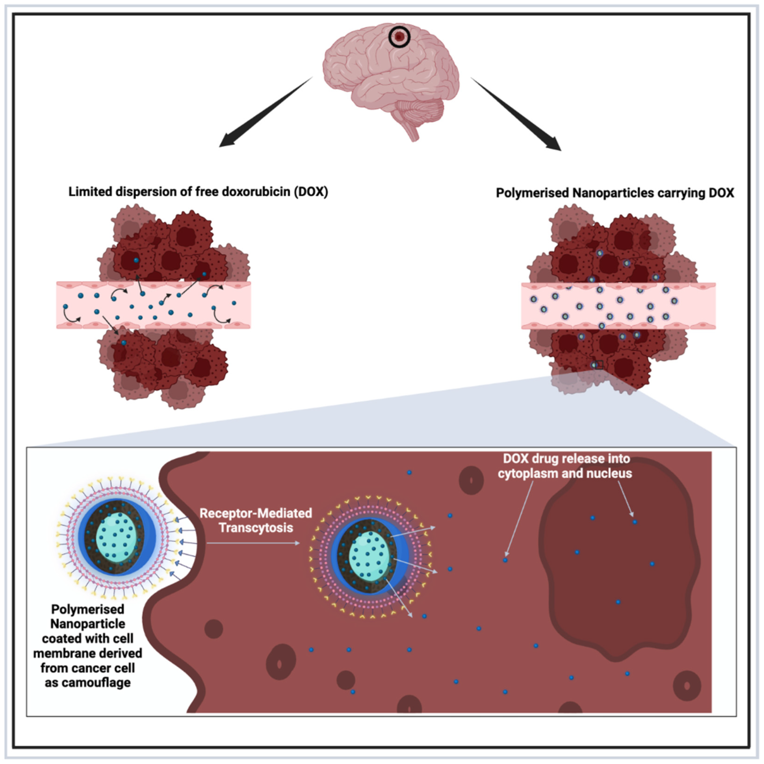 Brainsci 15 00136 g005