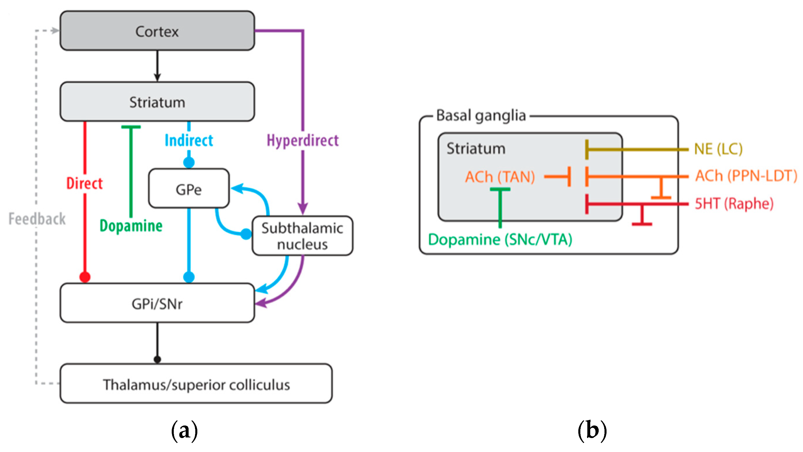 Brainsci 15 00162 g001