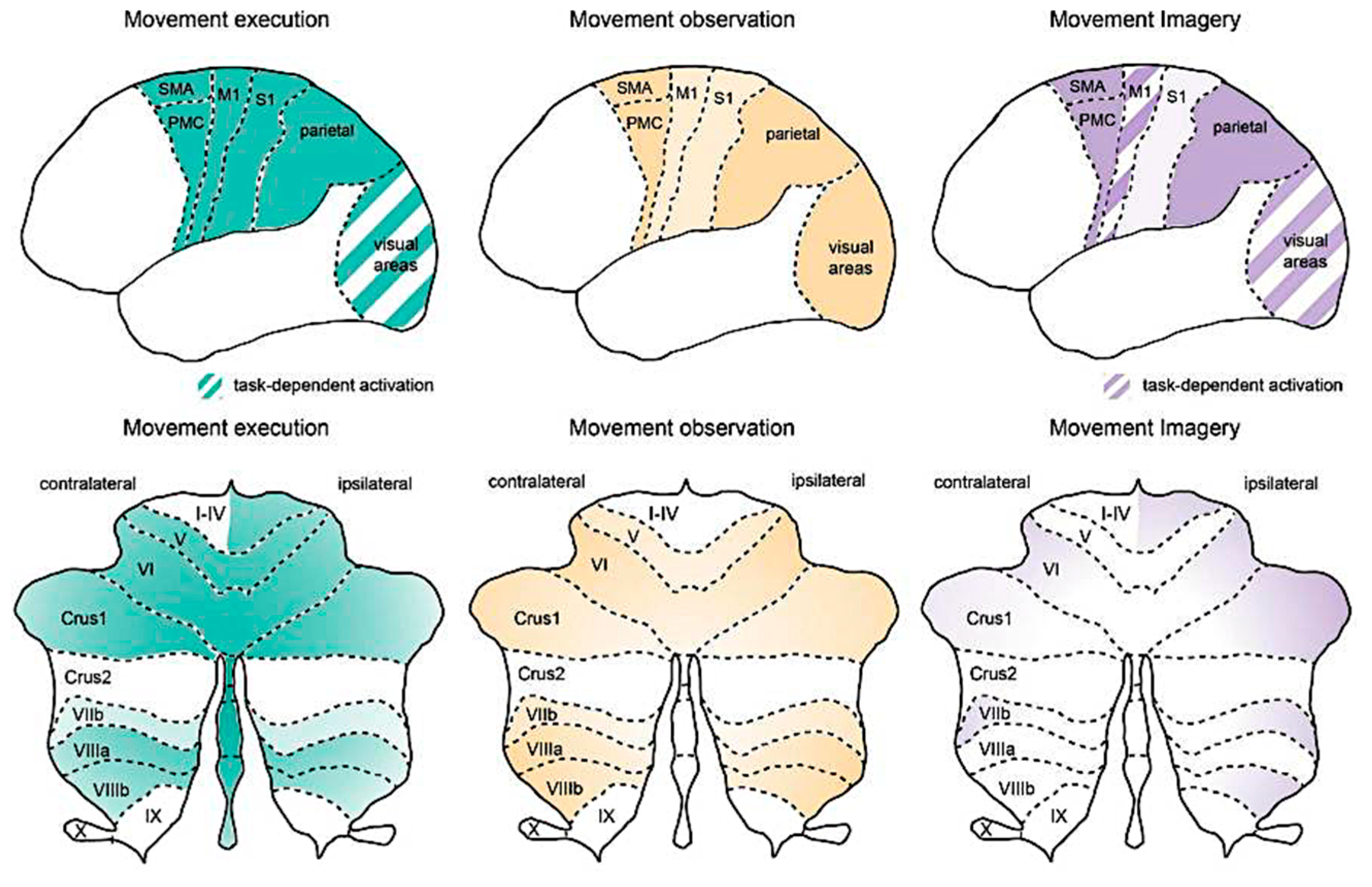 Brainsci 15 00162 g002