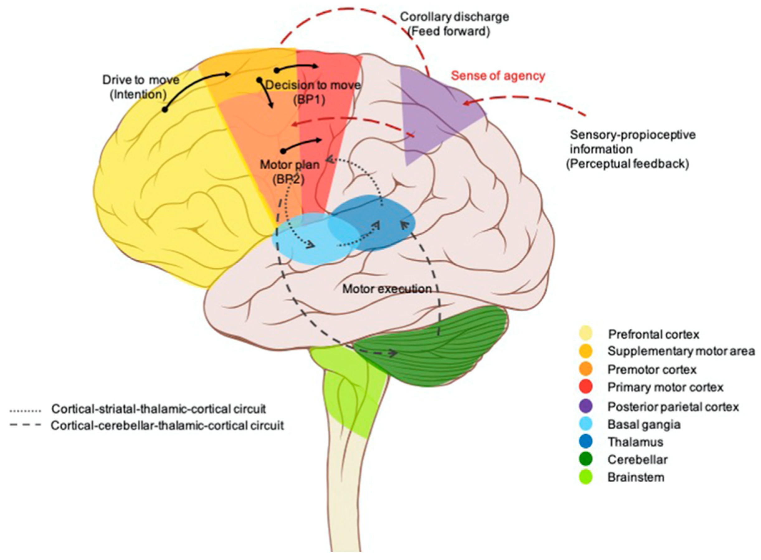 Brainsci 15 00162 g003