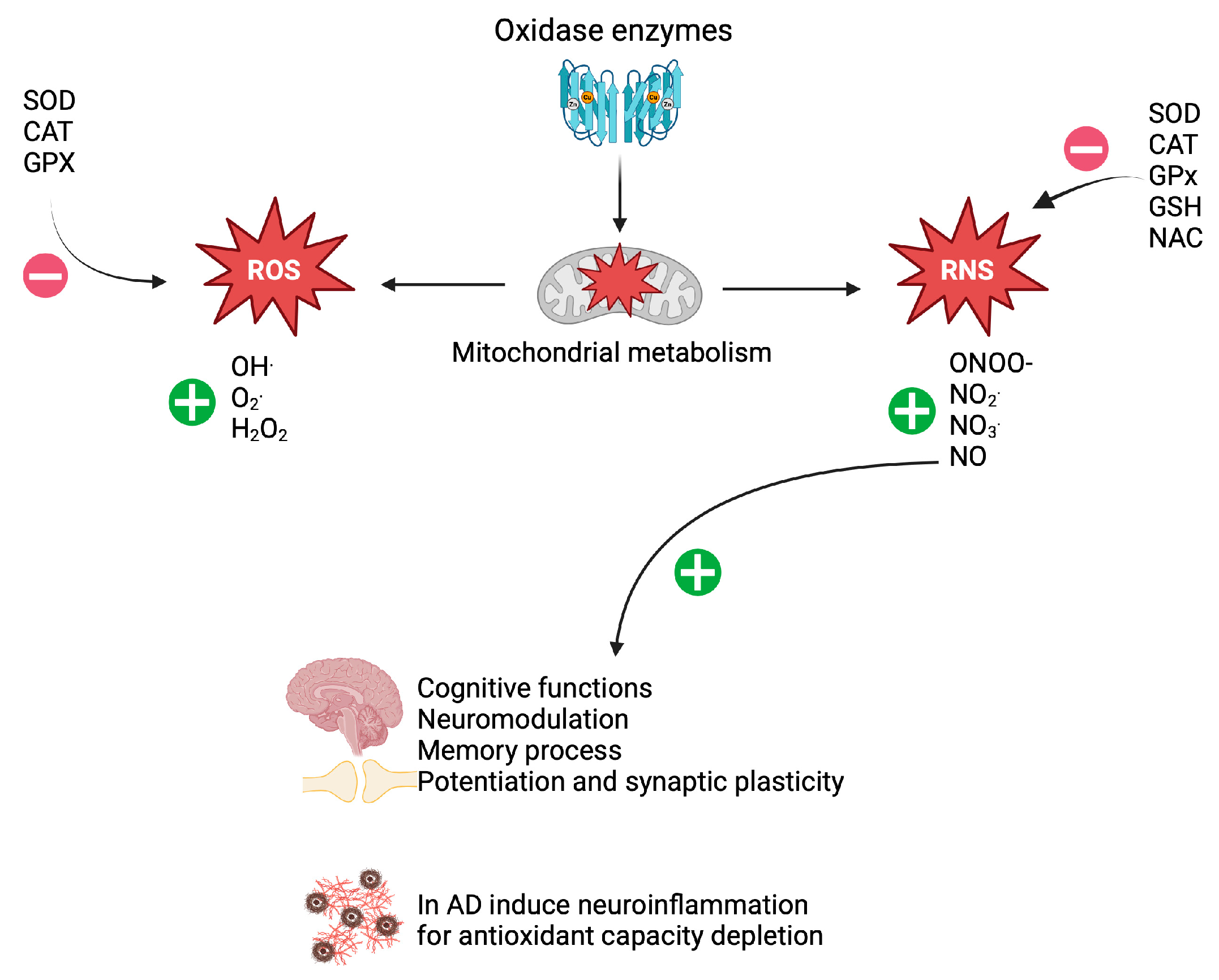 Brainsci 15 00164 g001