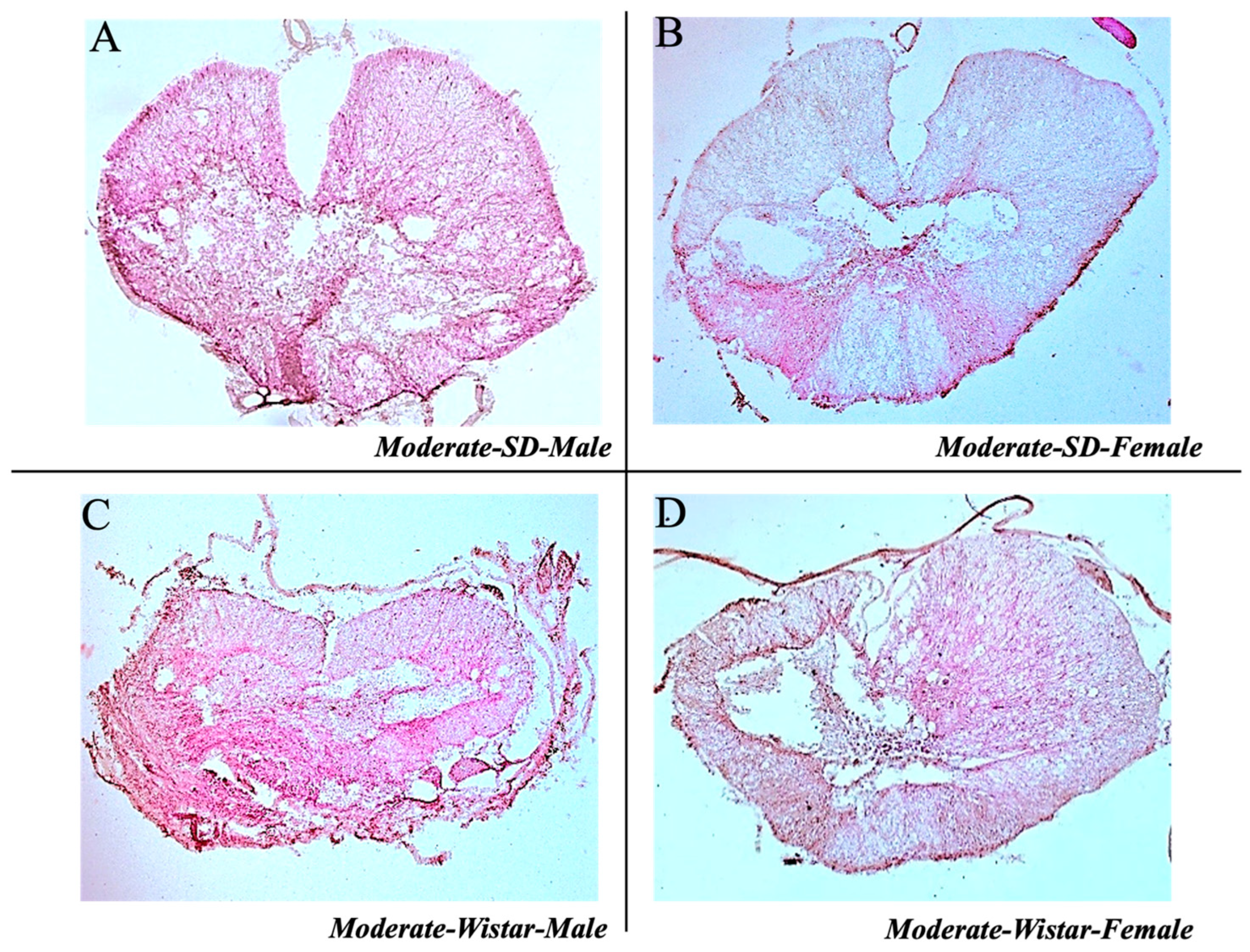 Brainsci 15 00191 g005