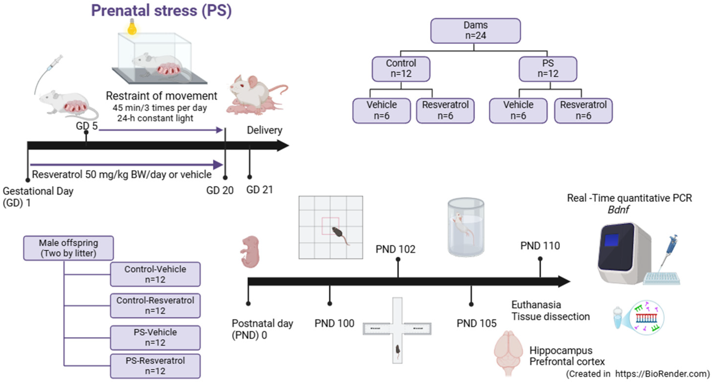 Brainsci 15 00210 g001