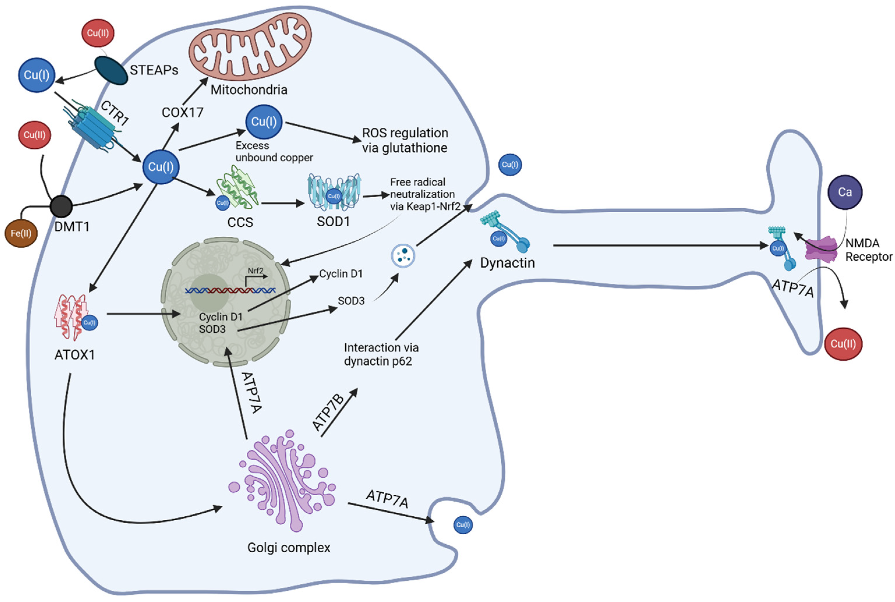 Brainsci 15 00216 g001
