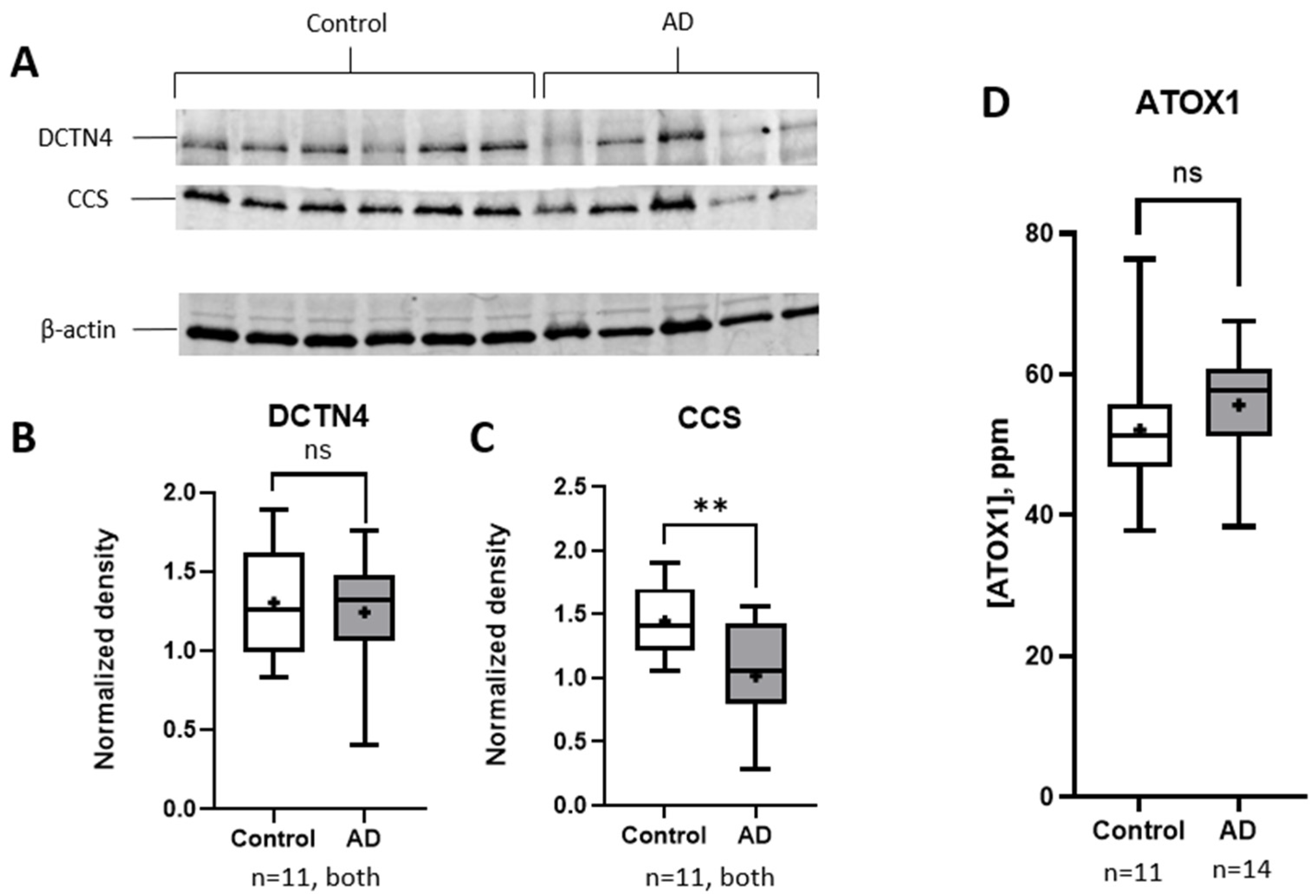 Brainsci 15 00216 g002