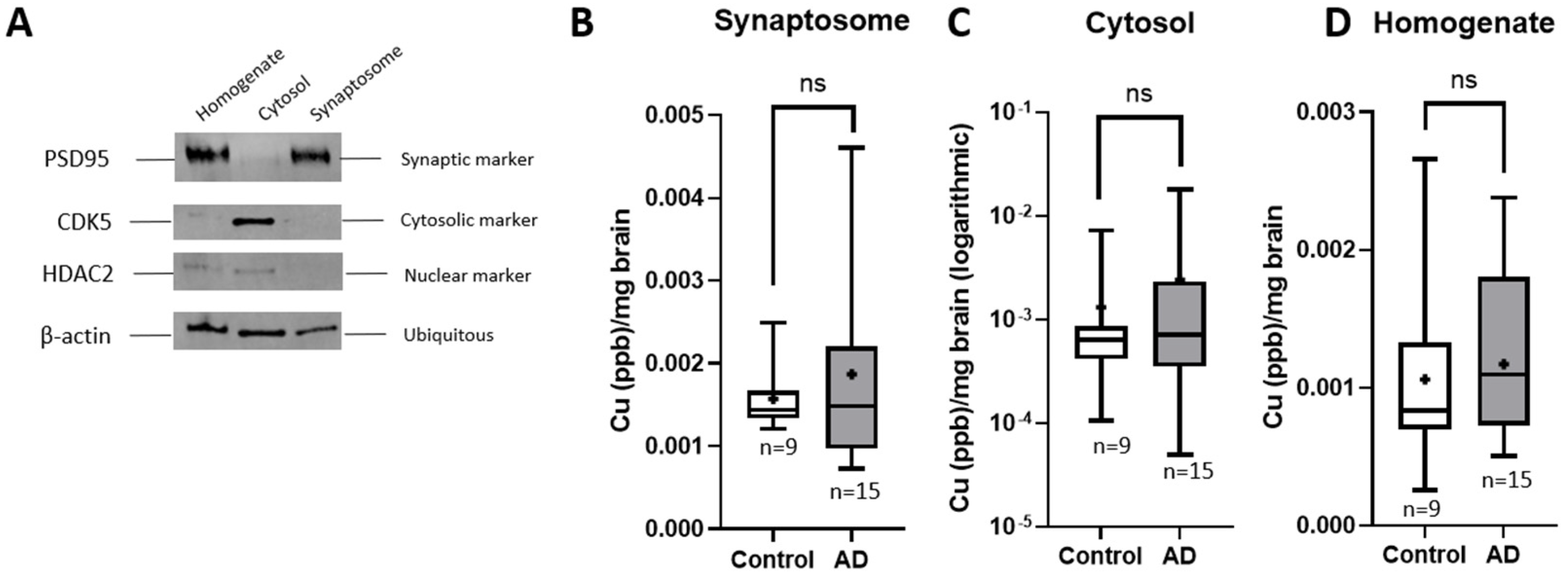 Brainsci 15 00216 g005
