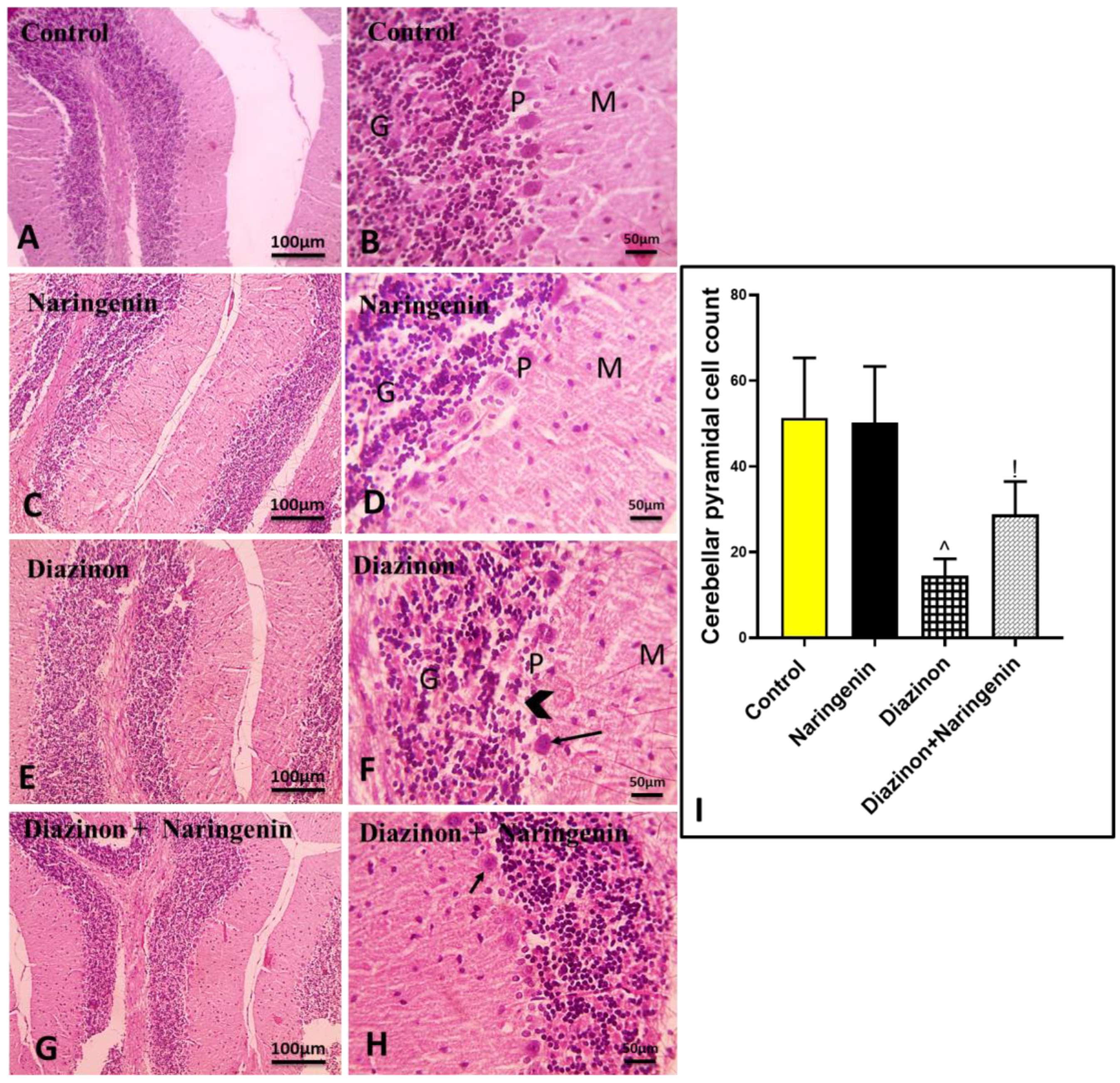 Brainsci 15 00242 g001 Brainsci 15 00242 g001