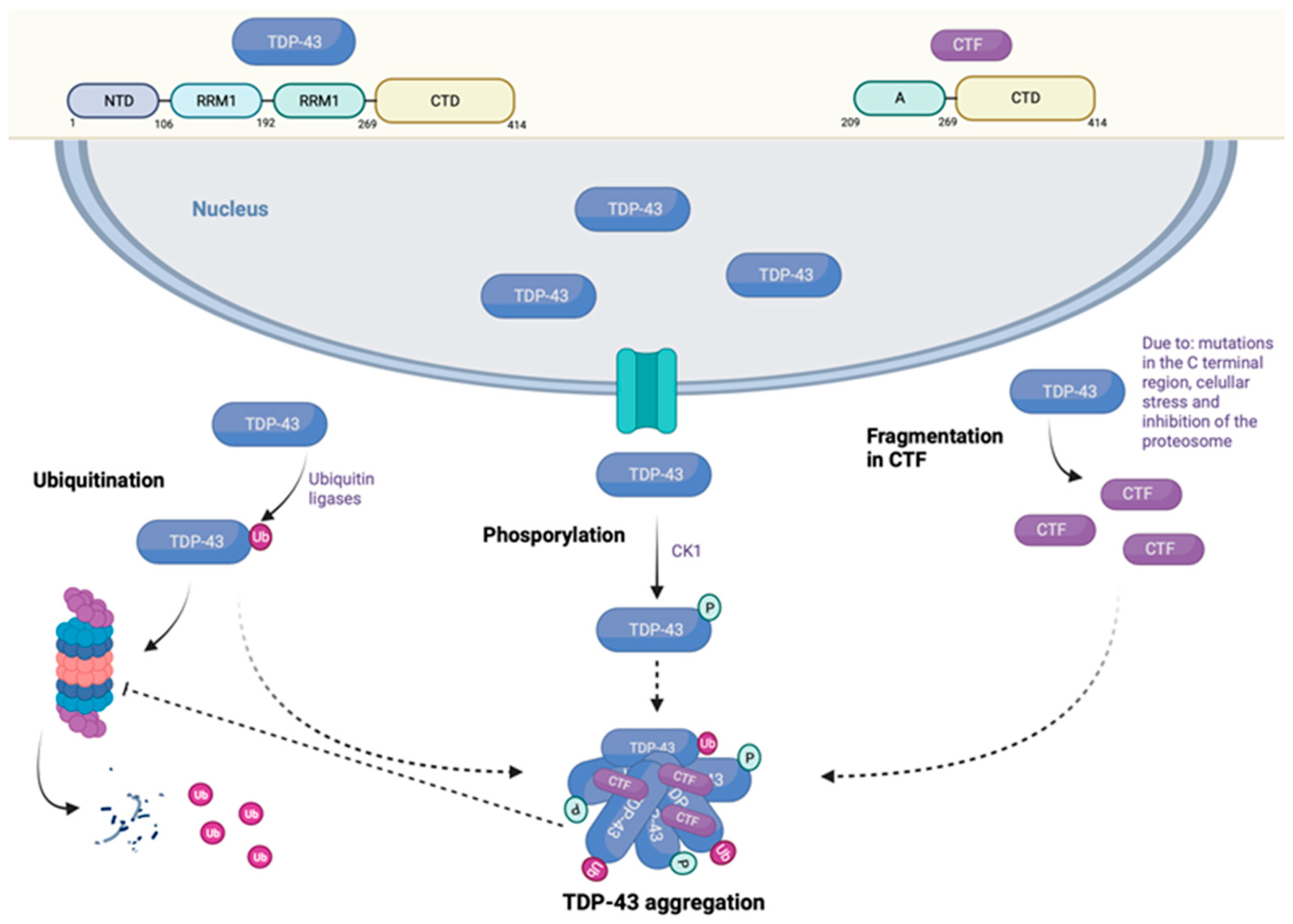 Brainsci 15 00245 g001