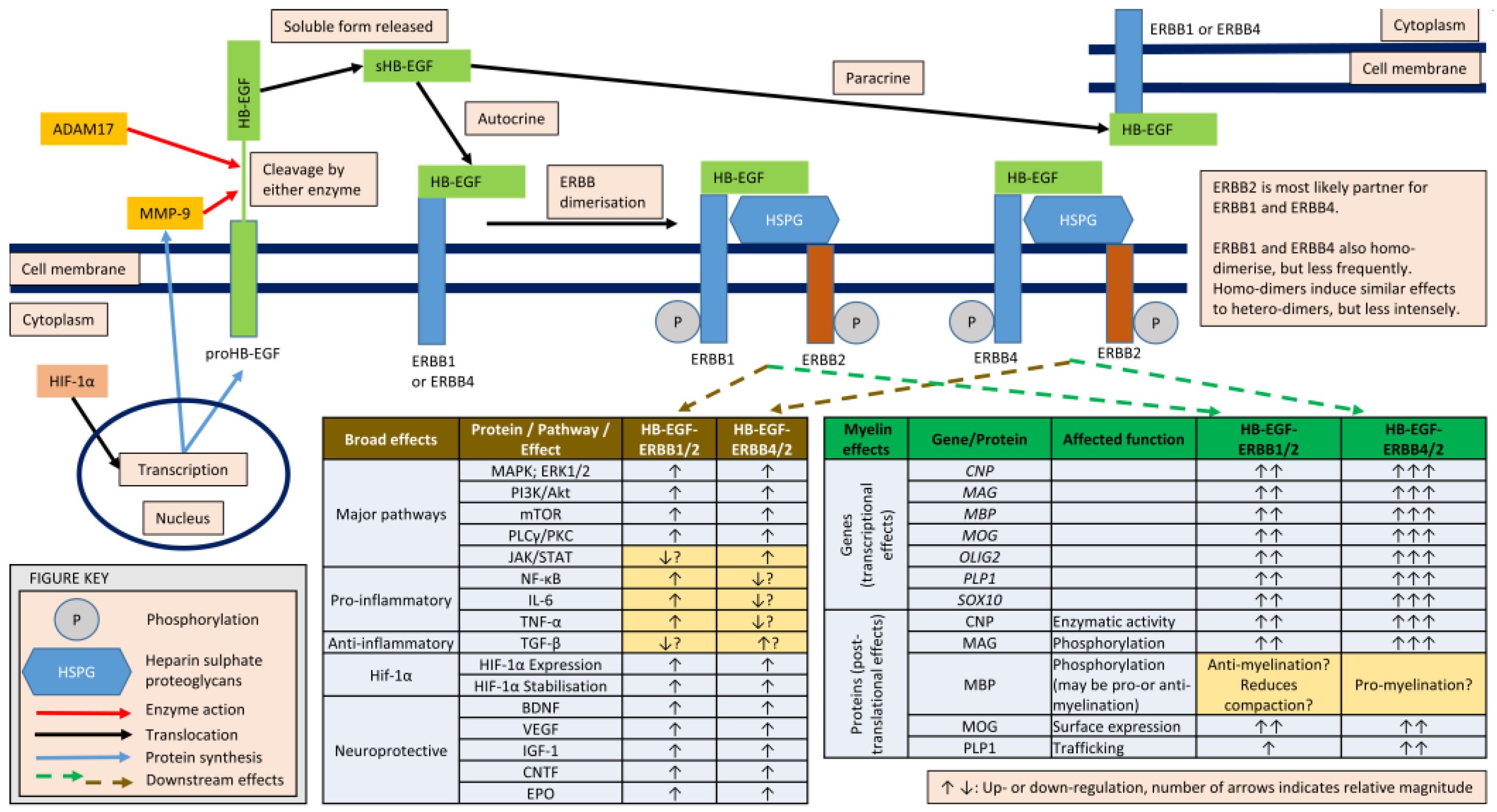Brainsci 15 00248 g002