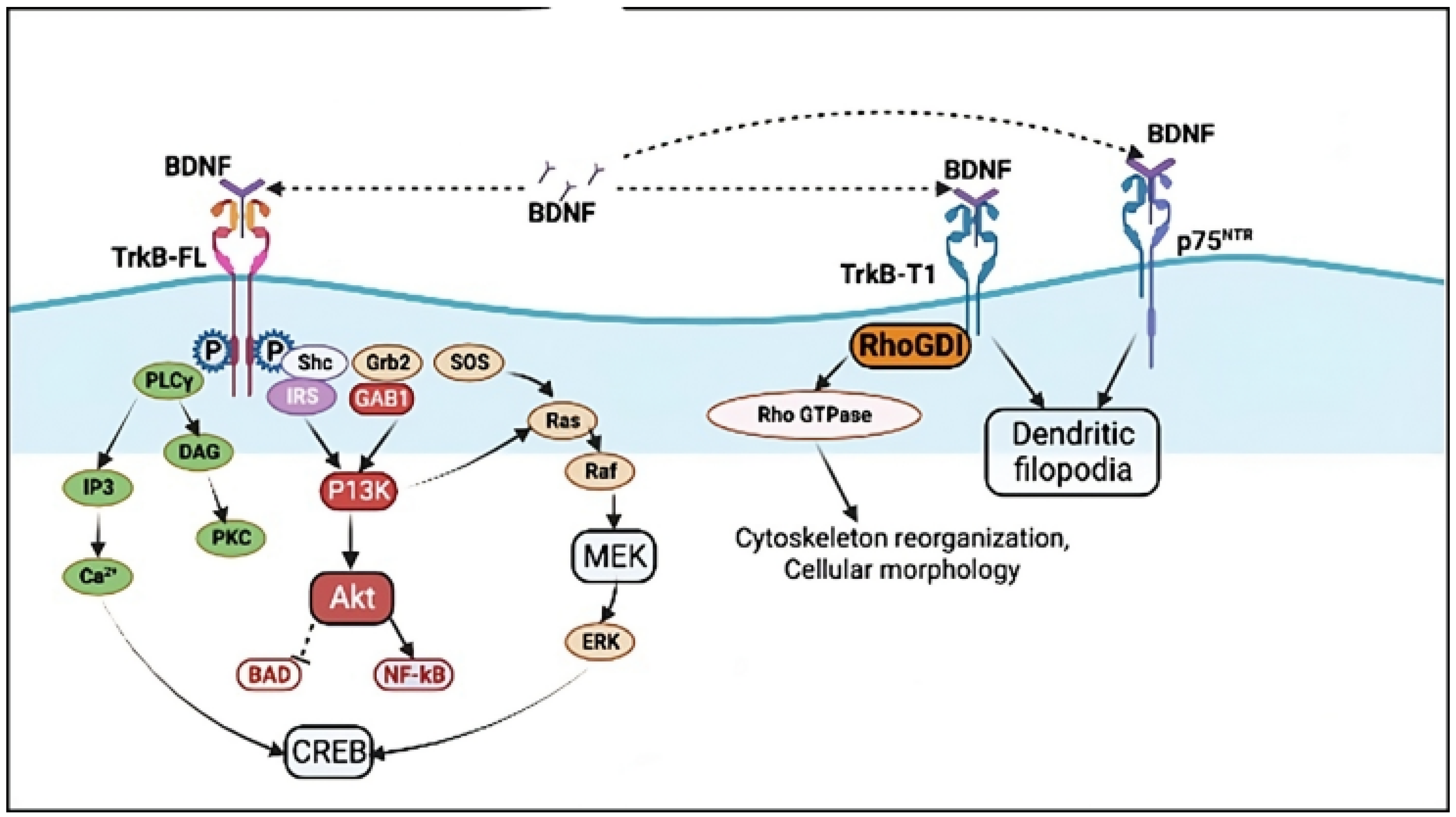 Brainsci 15 00252 g002 Brainsci 15 00252 g002