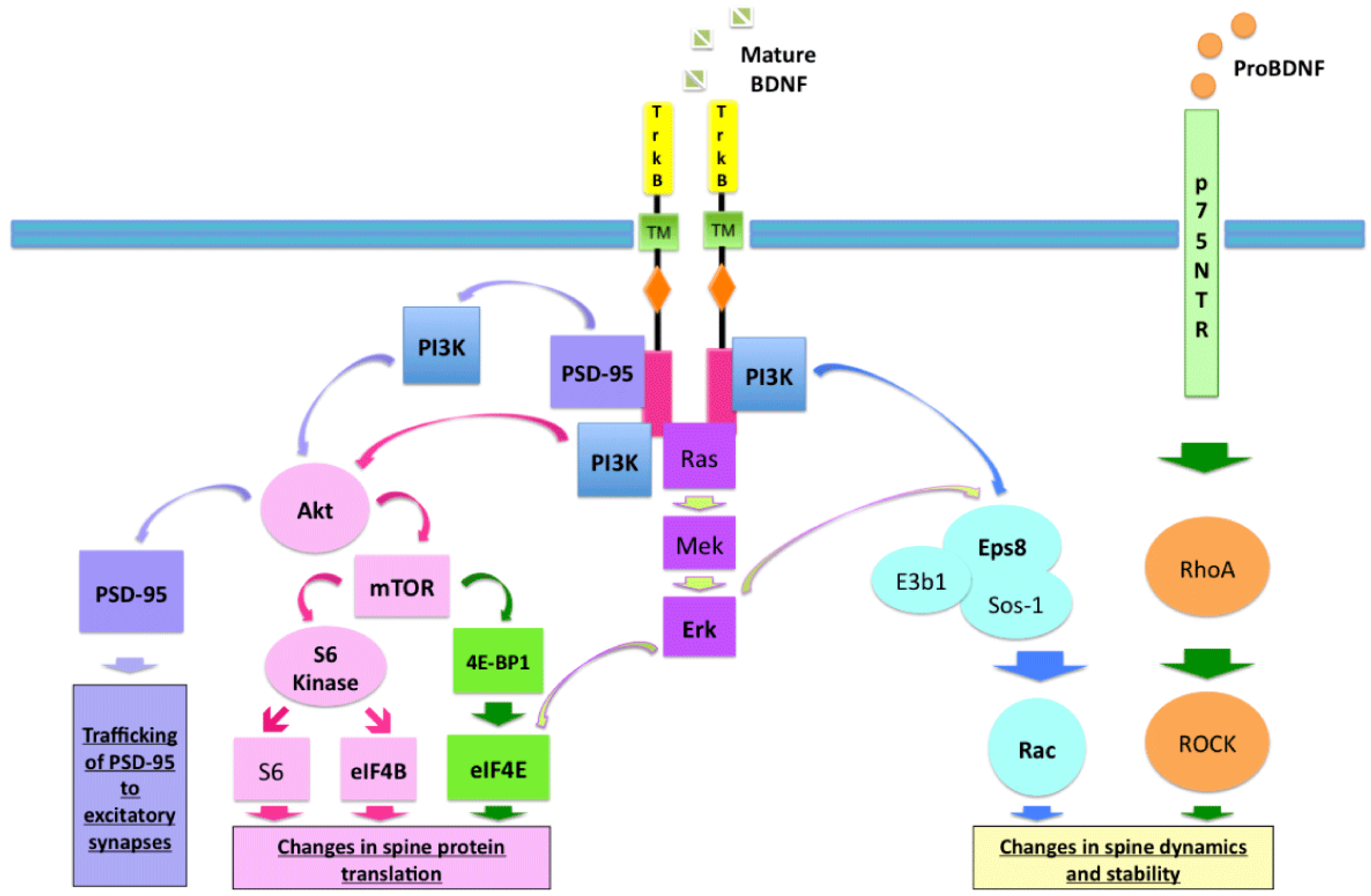 Brainsci 15 00252 g003 Brainsci 15 00252 g003